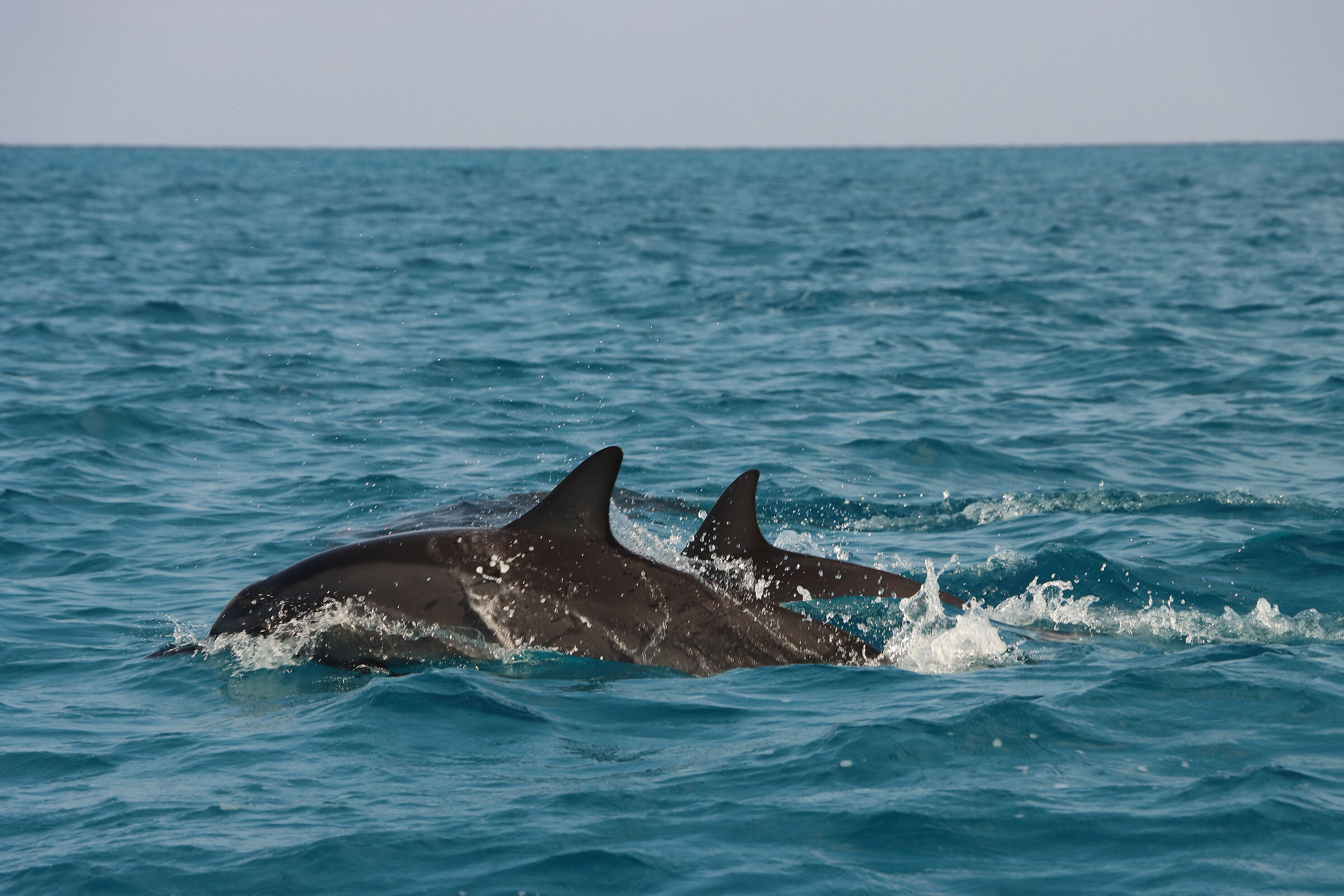 S O C O T R A - dolphins accompany us