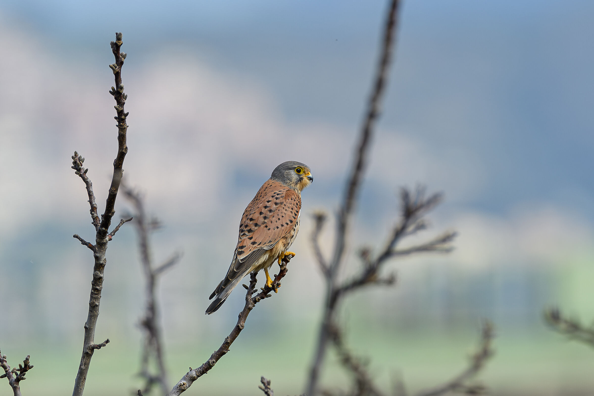 Kestrel