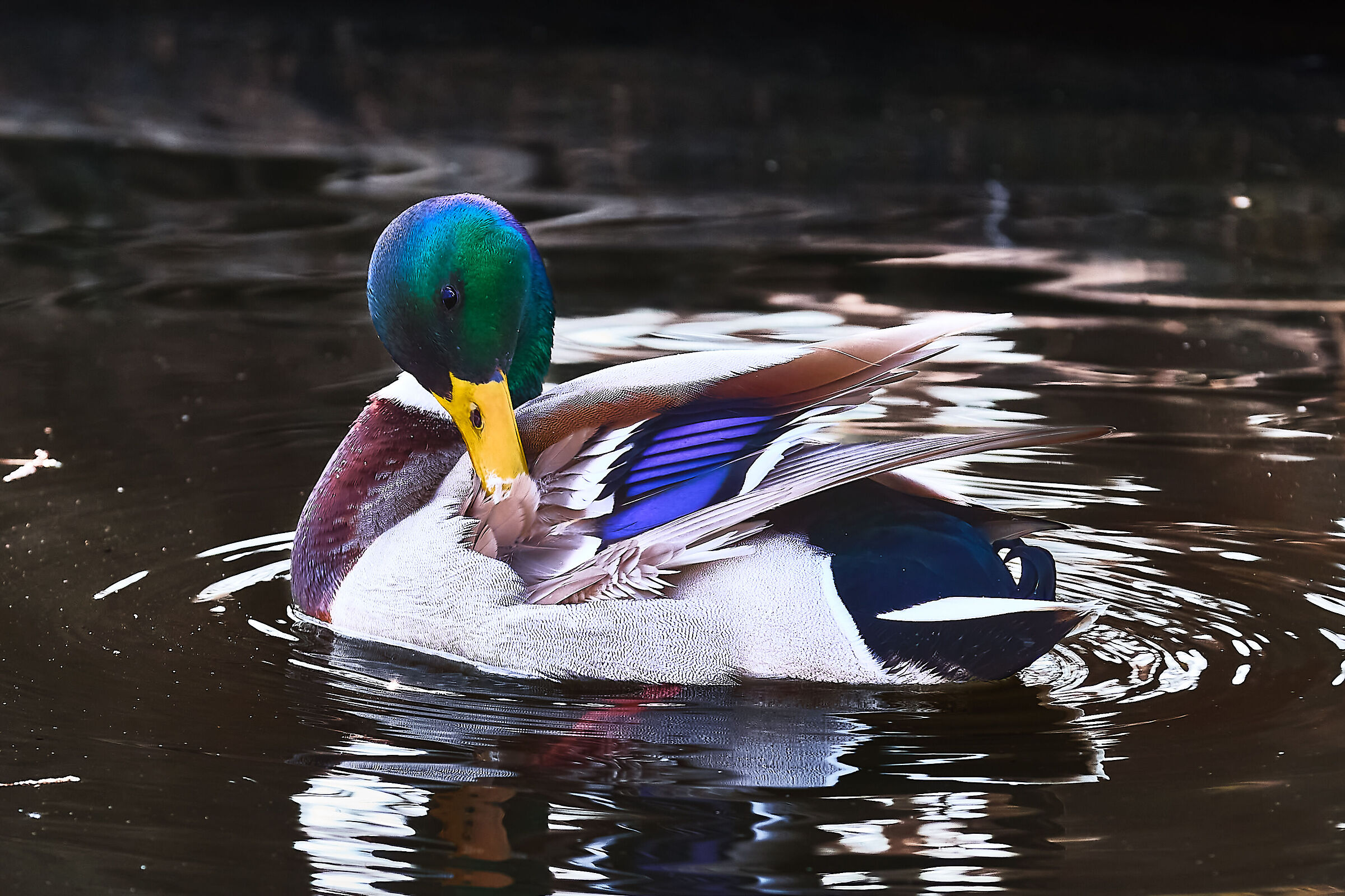 Parco Castello Legnano 14 marzo 2012