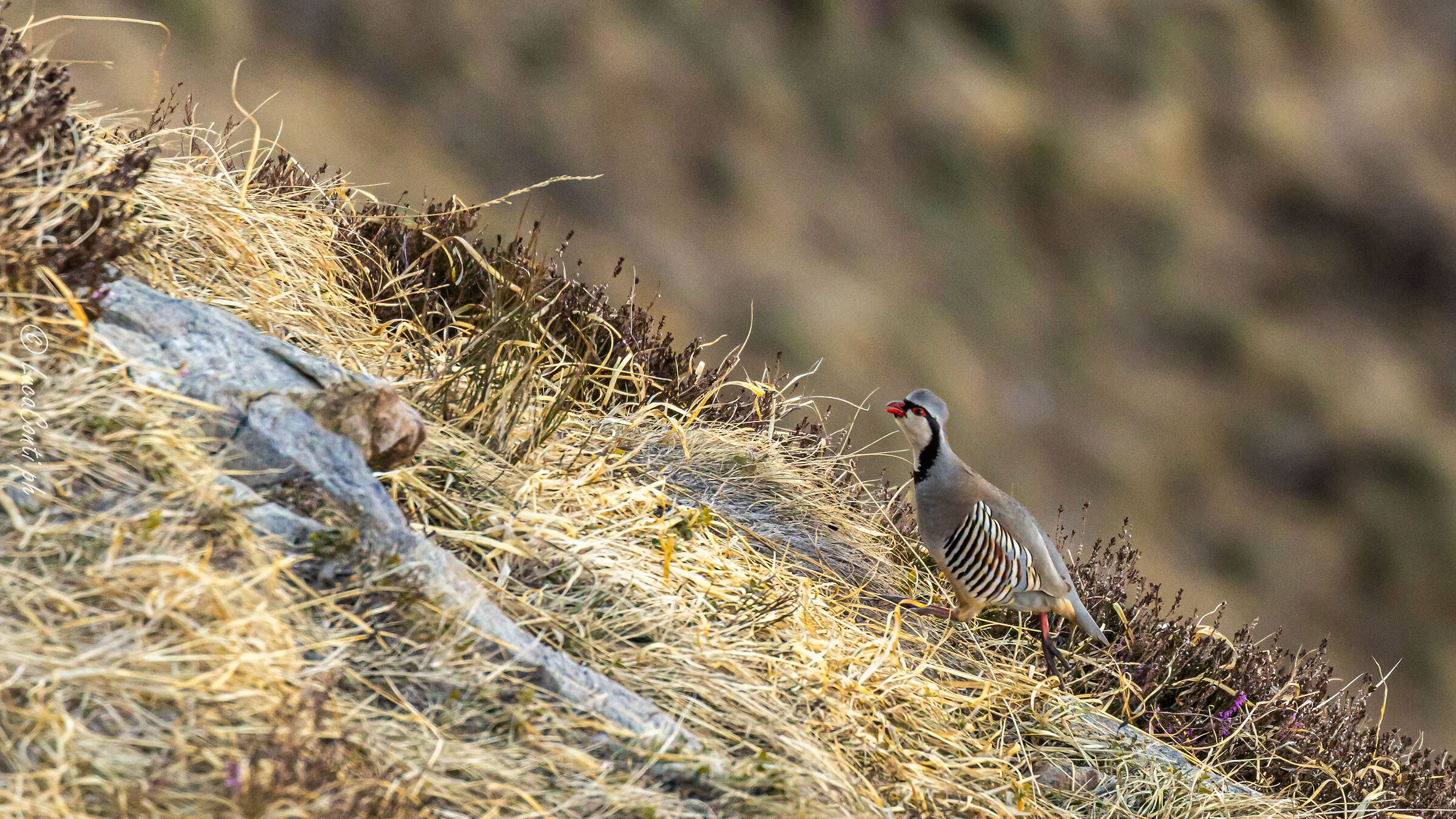 Alpine Rock Partridge (Alectoris graeca) Valsassina
