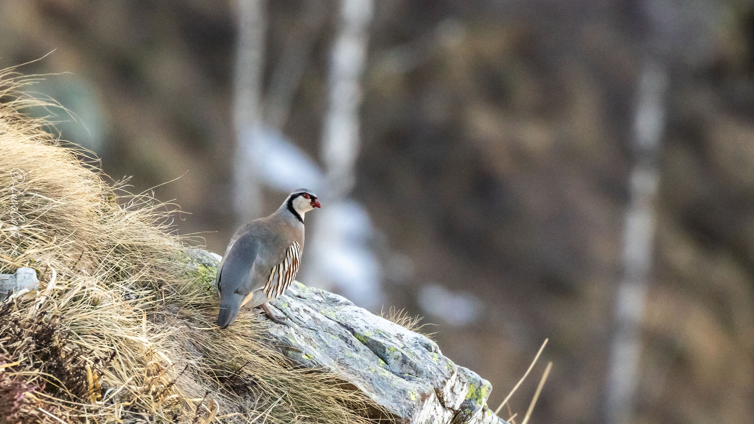 Alpine Rock Partridge (Alectoris graeca) Valsassina