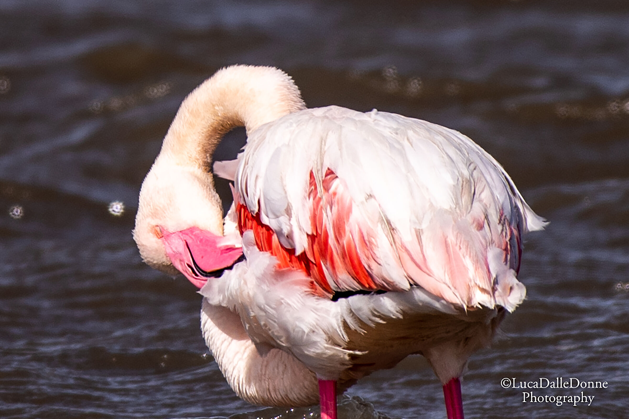 Pink Flamingo