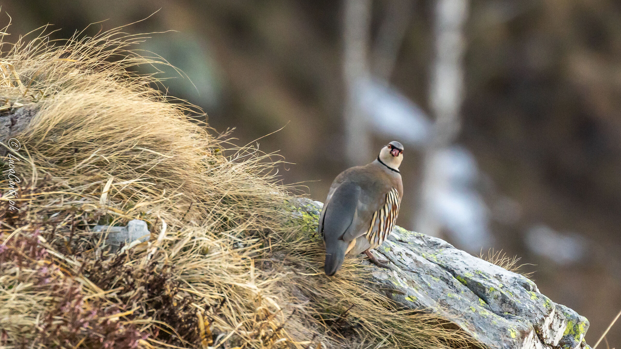 Alpine Rock Partridge (Alectoris graeca) Valsassina
