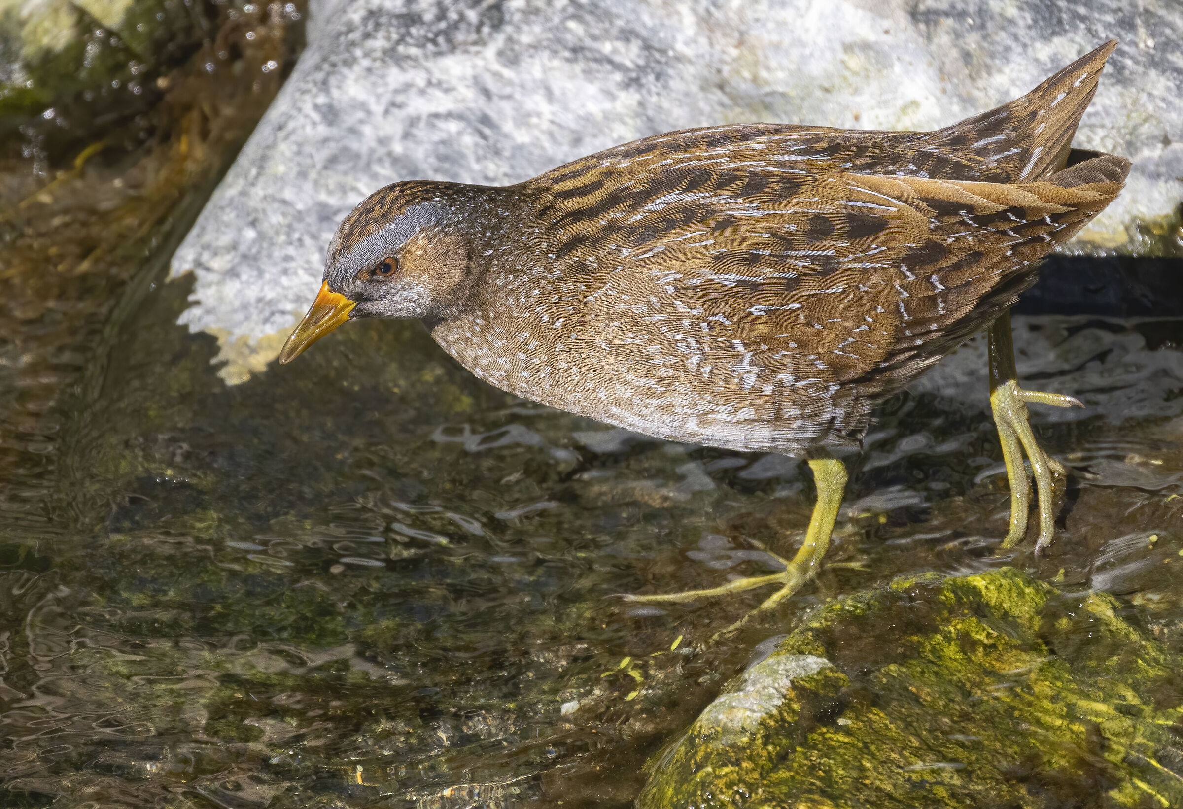 voltolino ligure 25-3-24