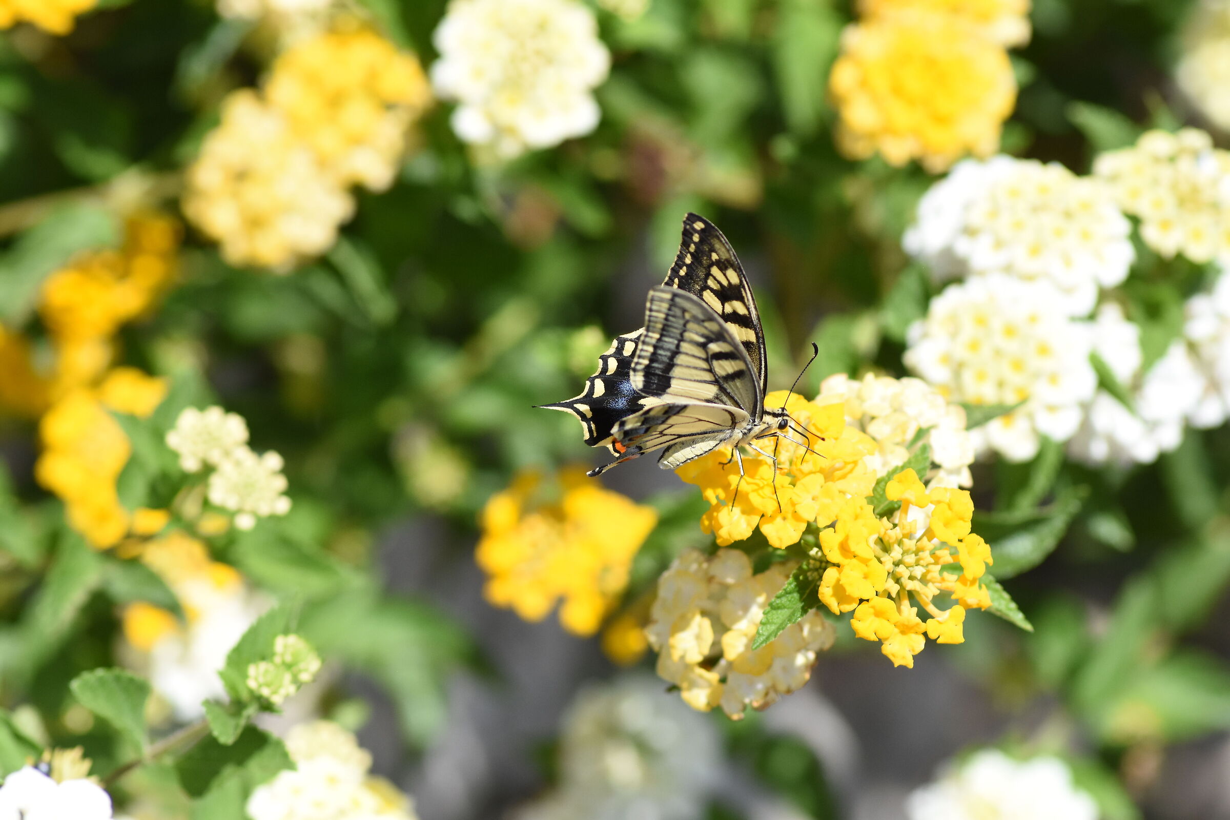 Crop 150 "1/8 Mila " Tokina 100 F. 2.8 Atx-i- NK D...