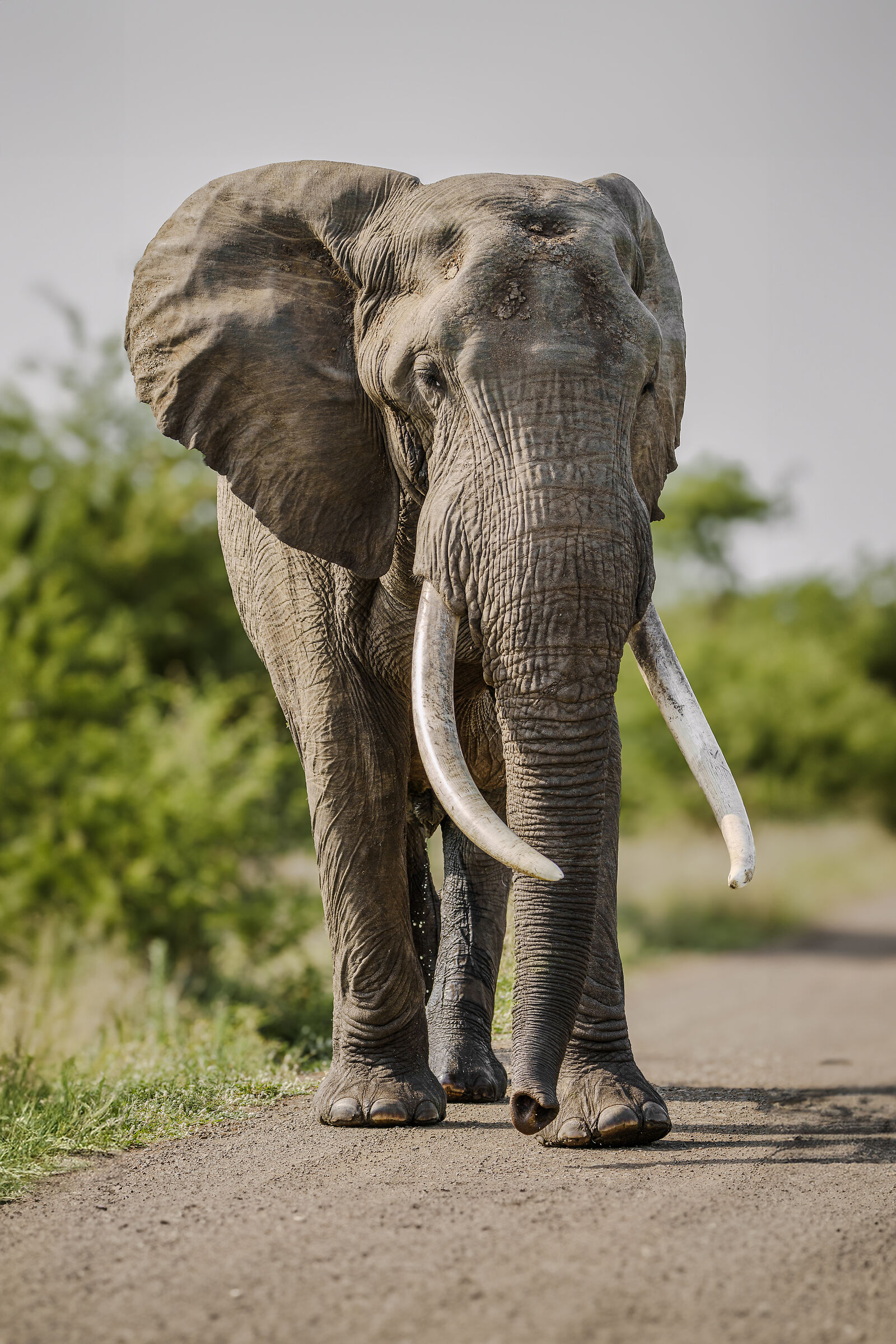 Tusker
