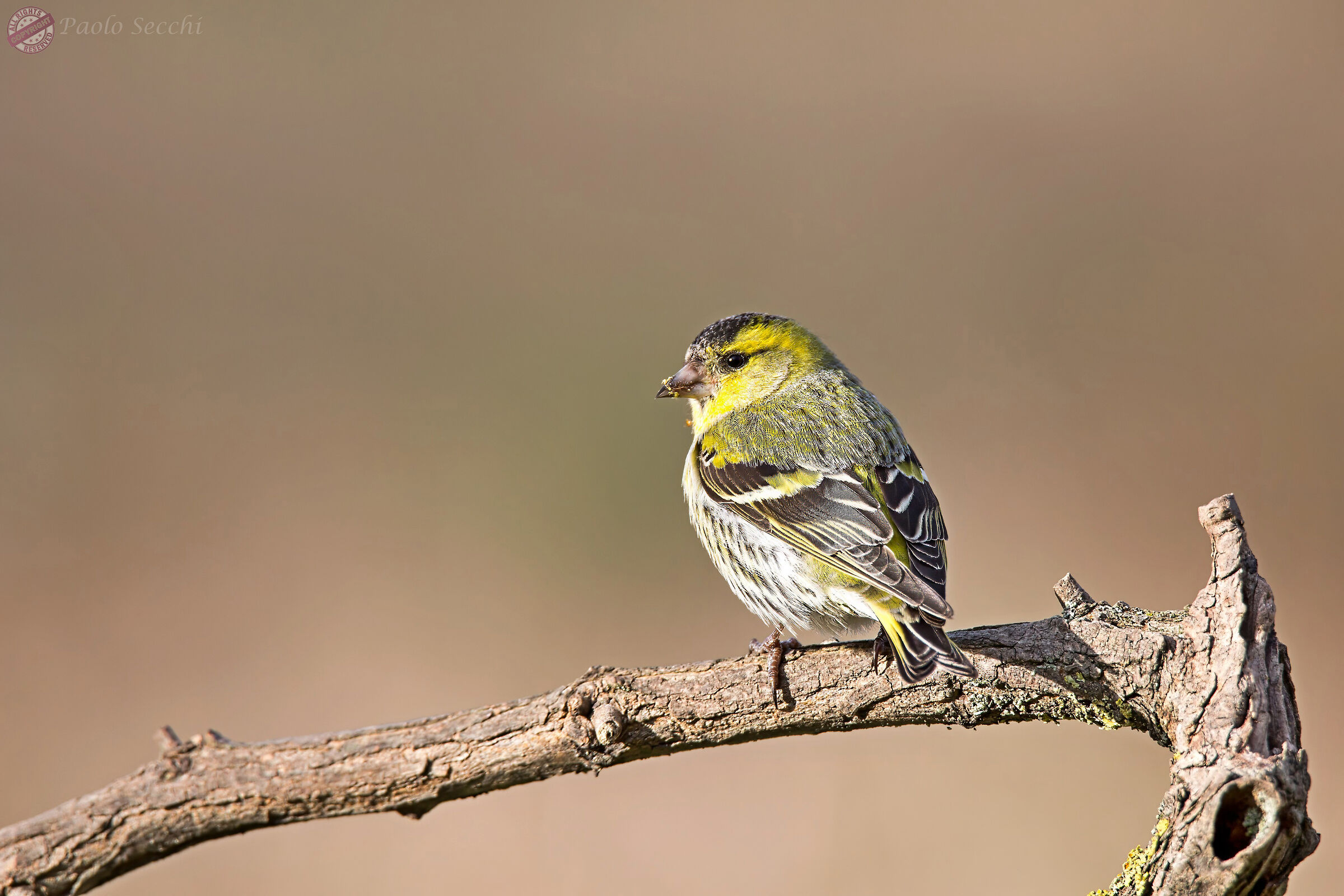Carduelis spinus (Lucherino)