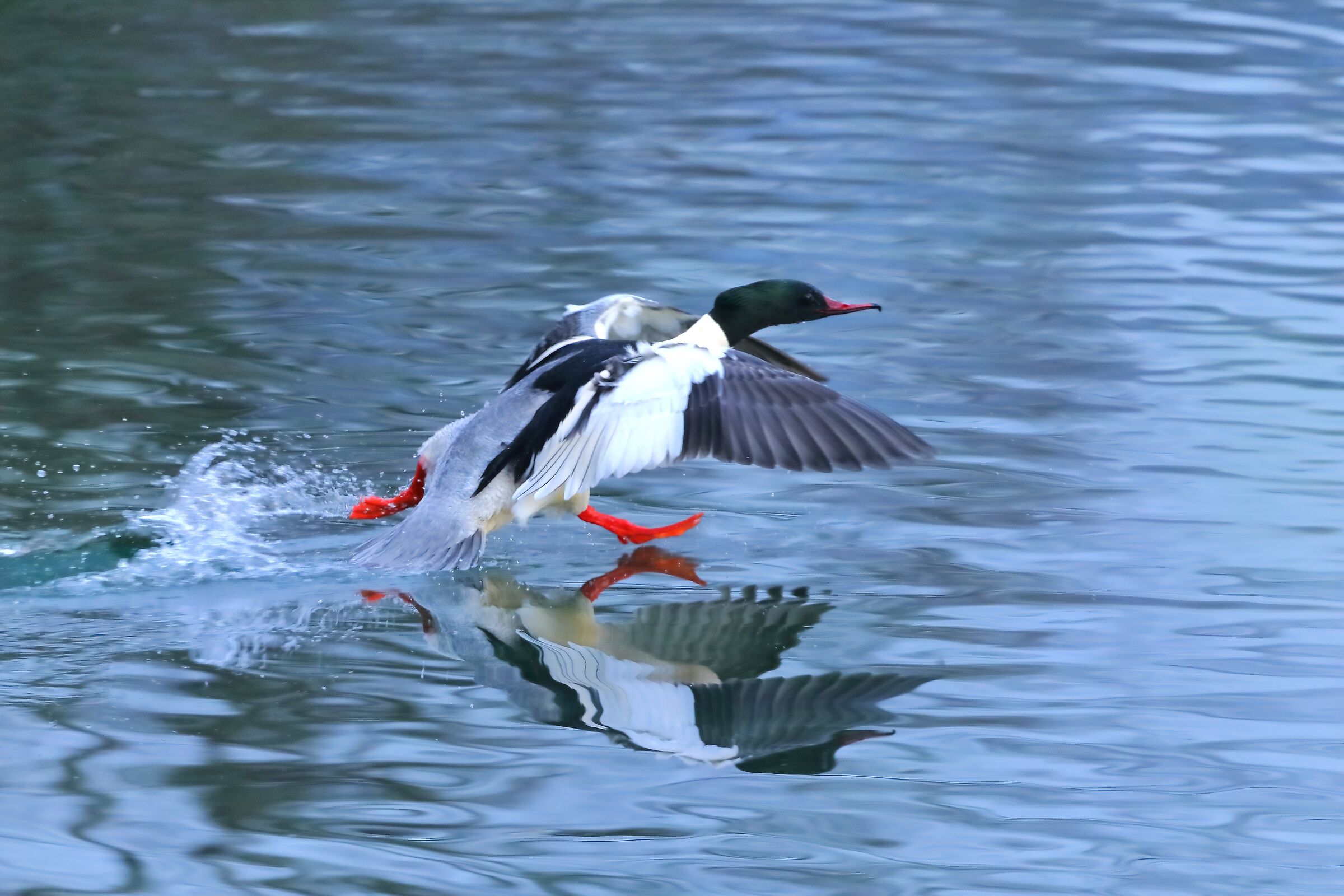 Merganser M 22 January 2024 - 0088