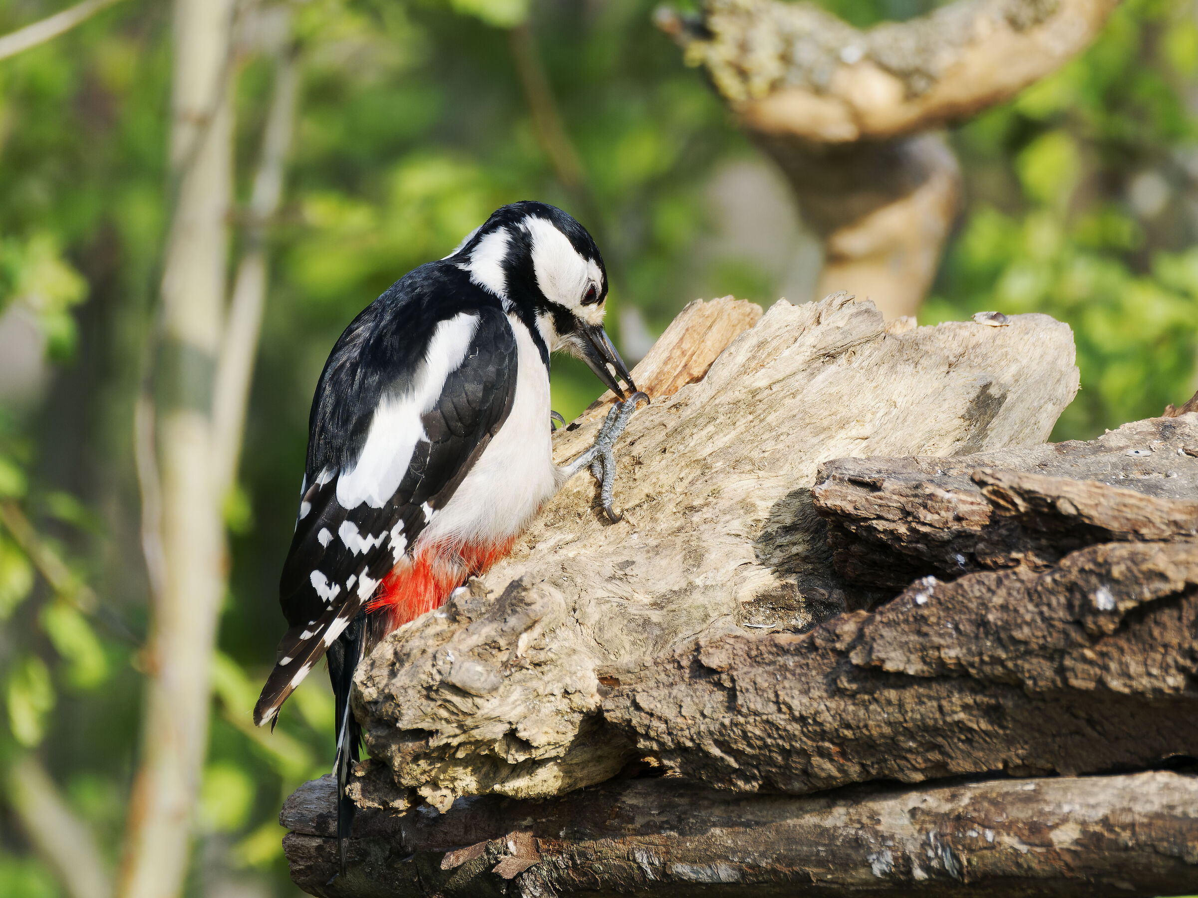 Spotted woodpecker