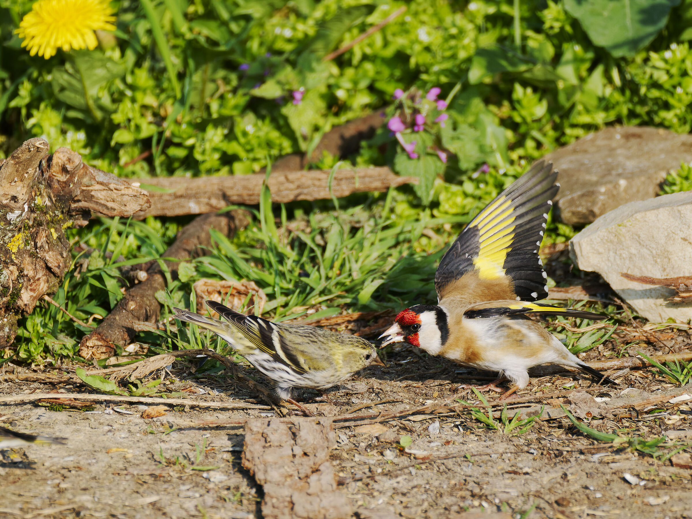 L'ho visto prima io!!!!!