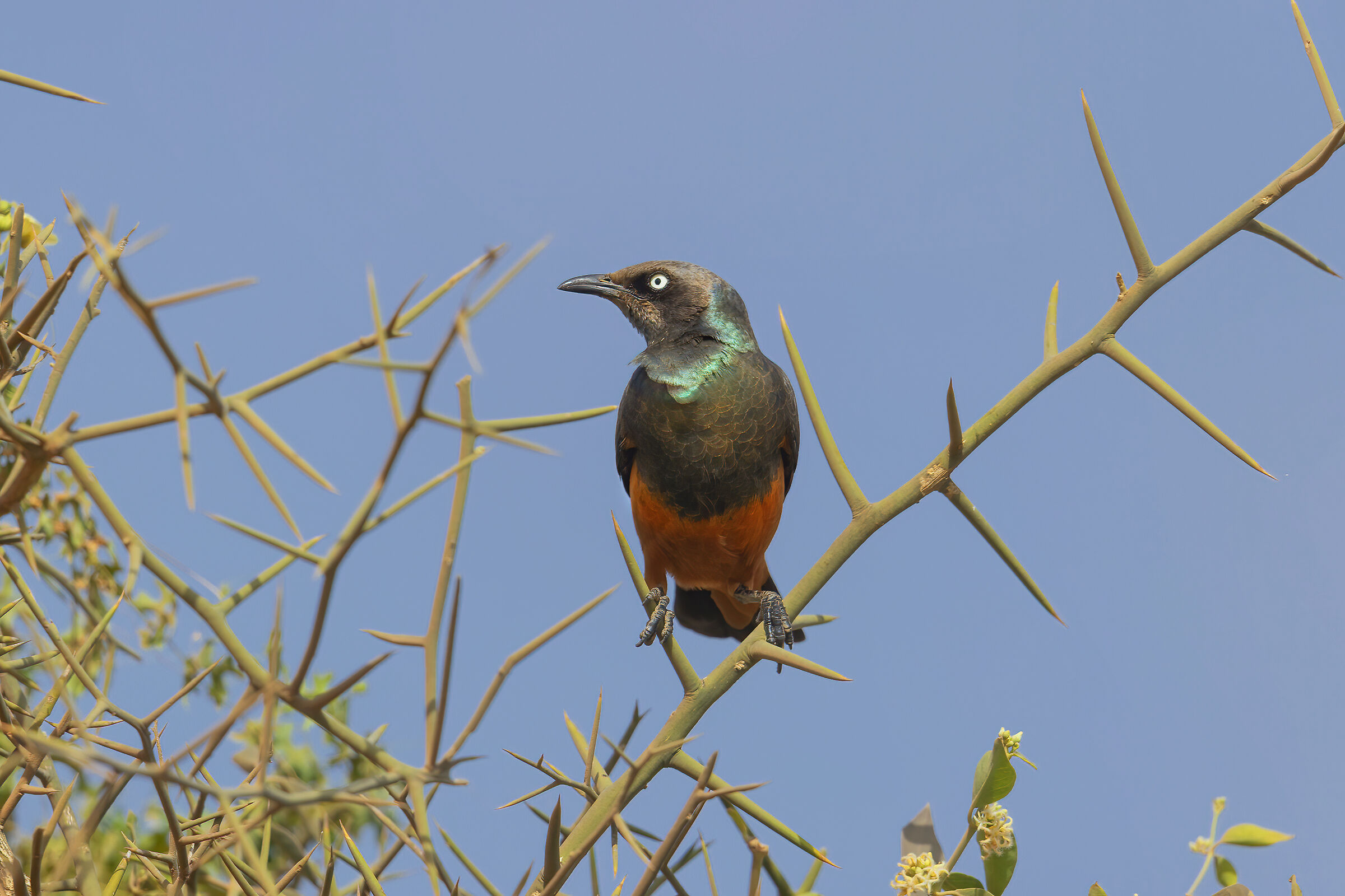 Storno ventrecastano