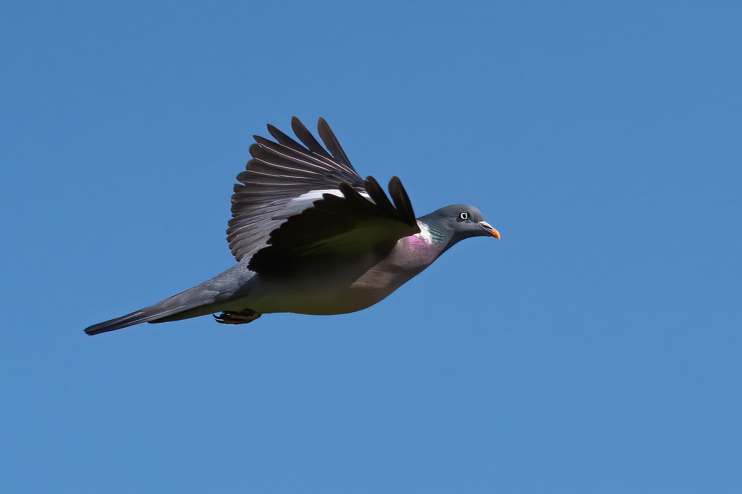 Colombaccio(Columba palumbus)