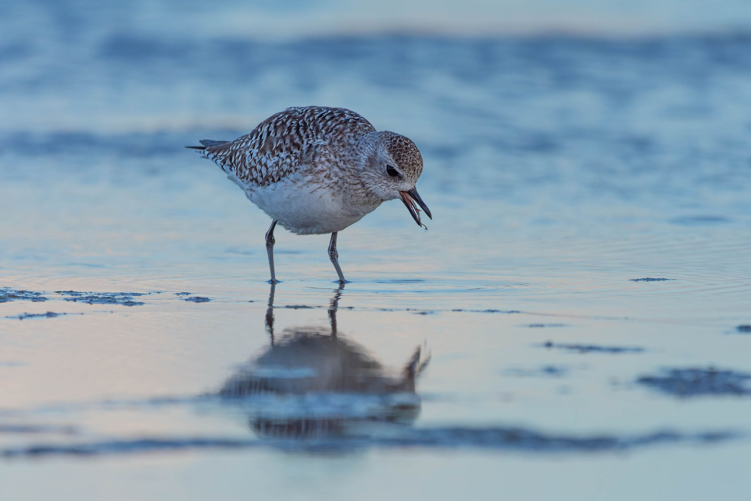 Plover (low light)