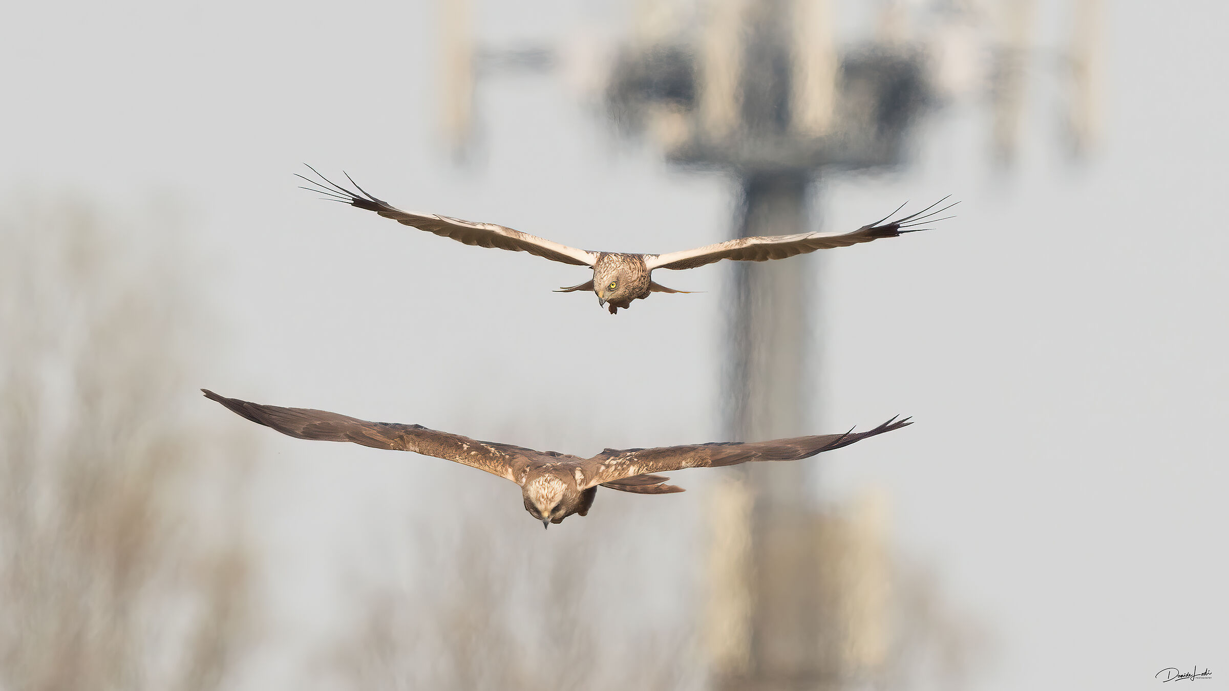 Marsh Harriers