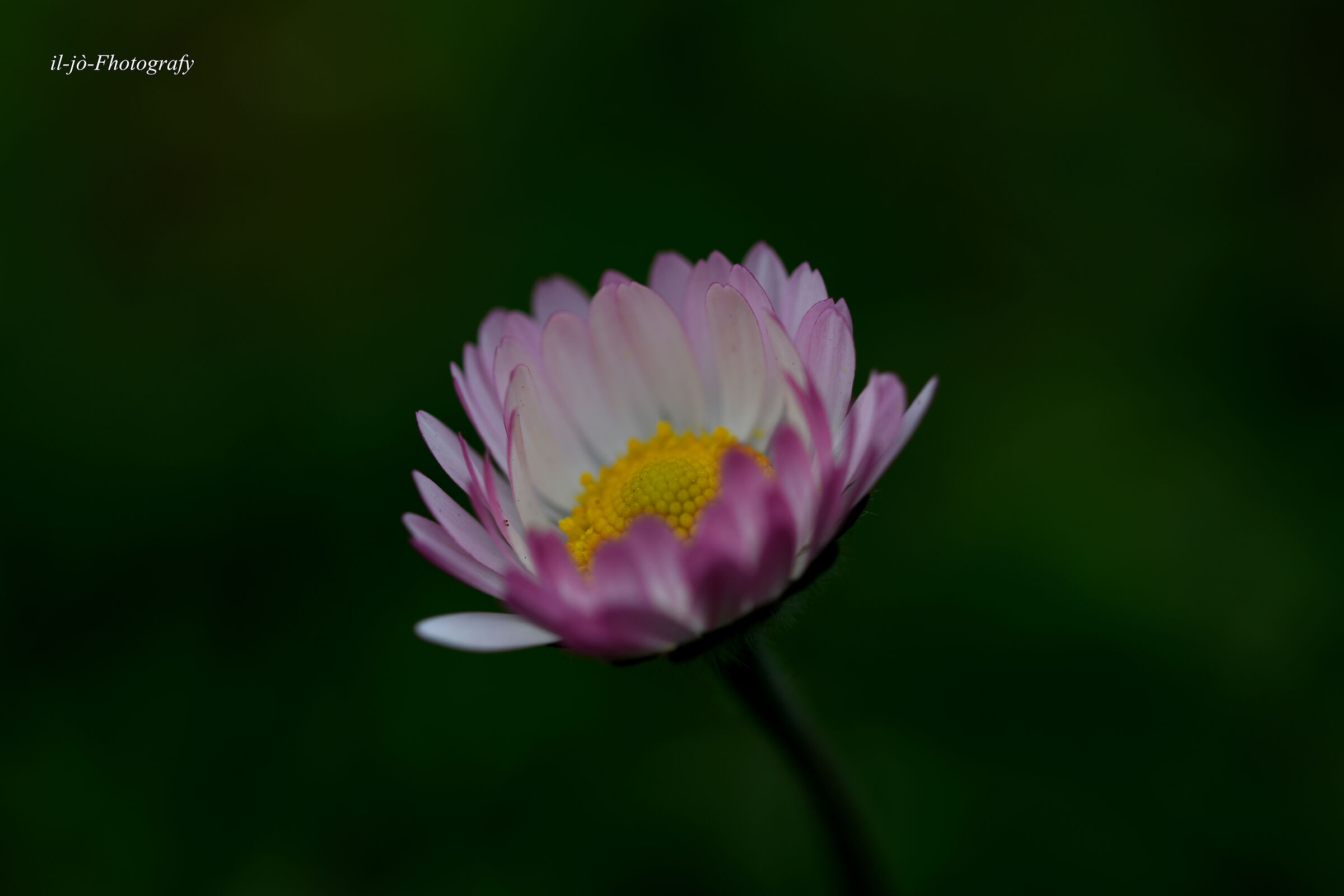 Untitled Photo