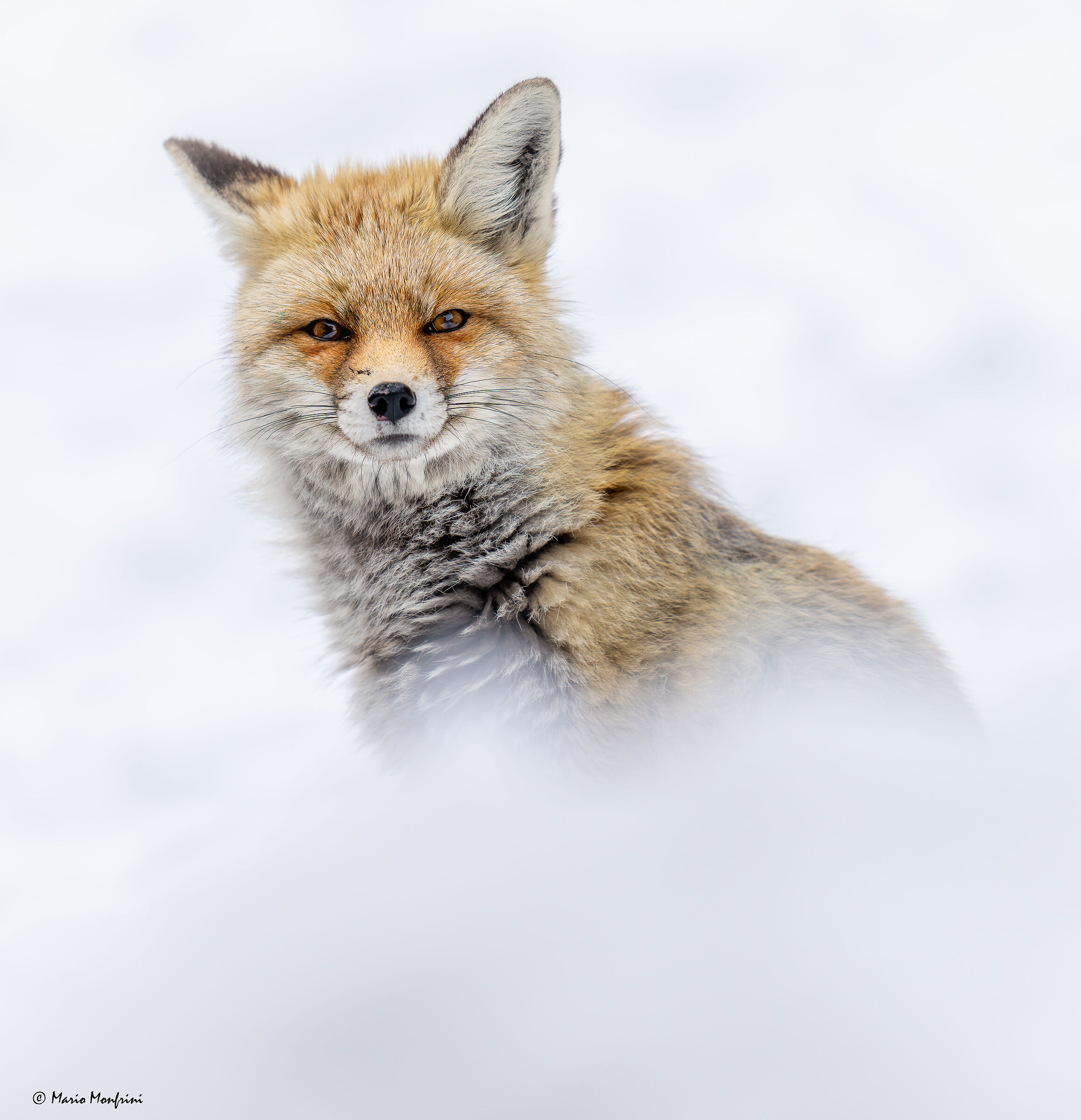 Portrait of fox