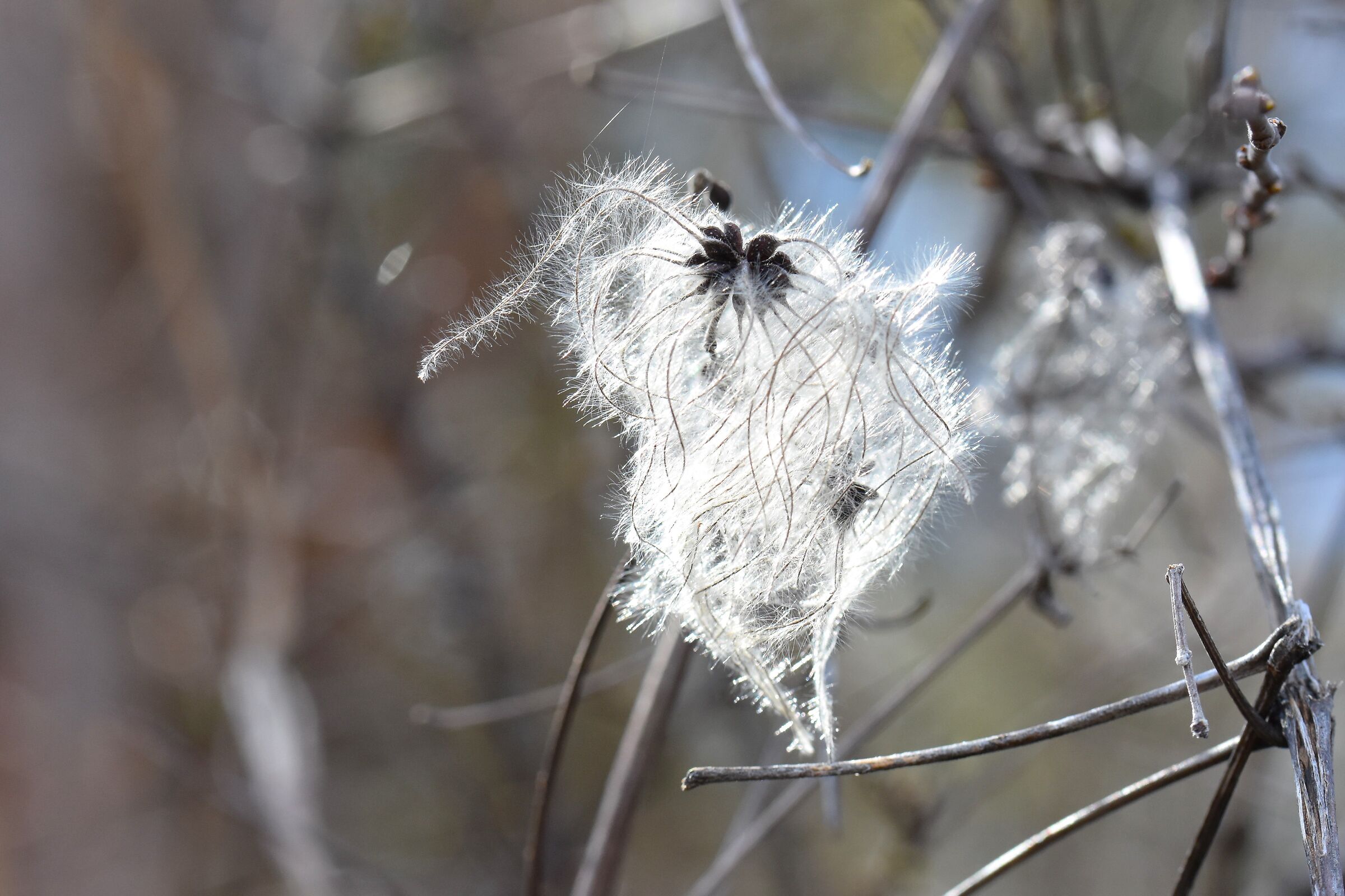 Clematis vitalba - Semi in attesa del vento