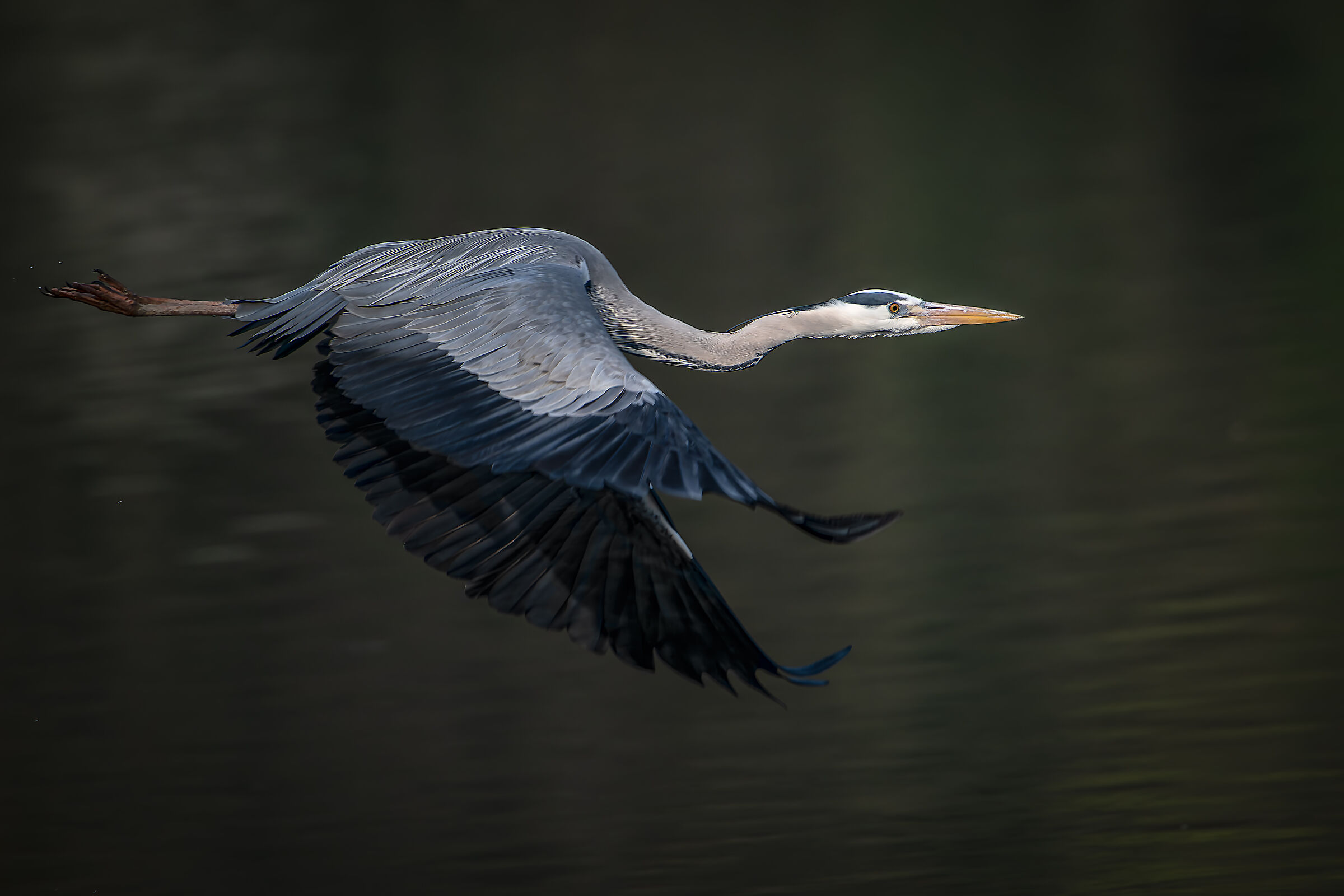 Grey heron