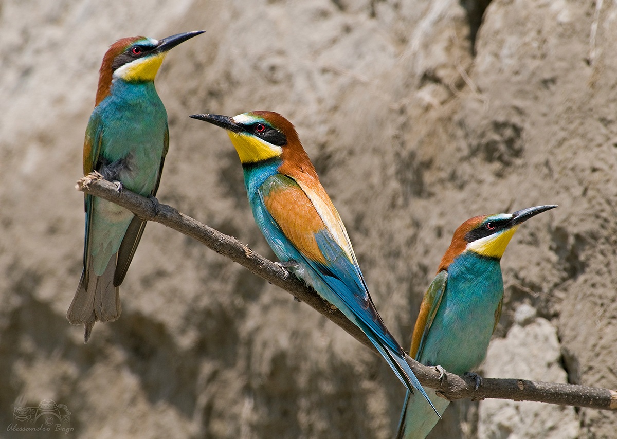 Bee-eaters