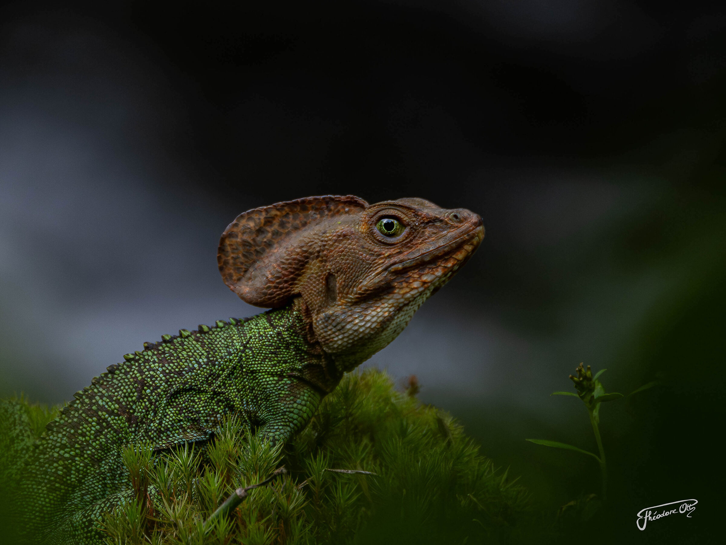 Basilicus galeritus