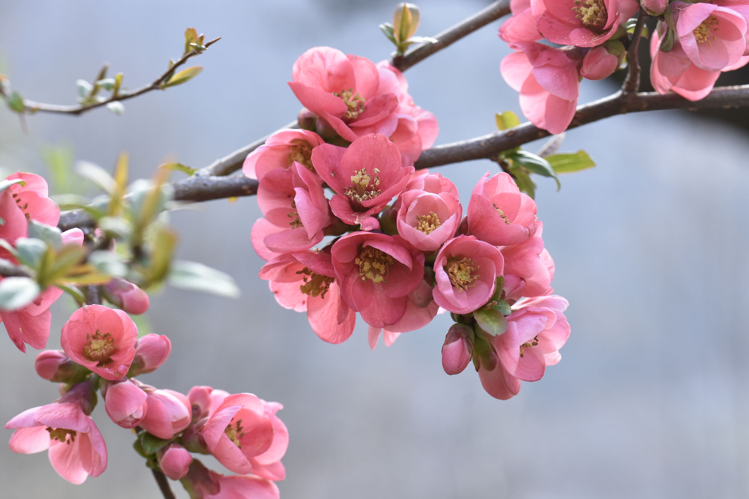 Chaenomeles japonica - pirus