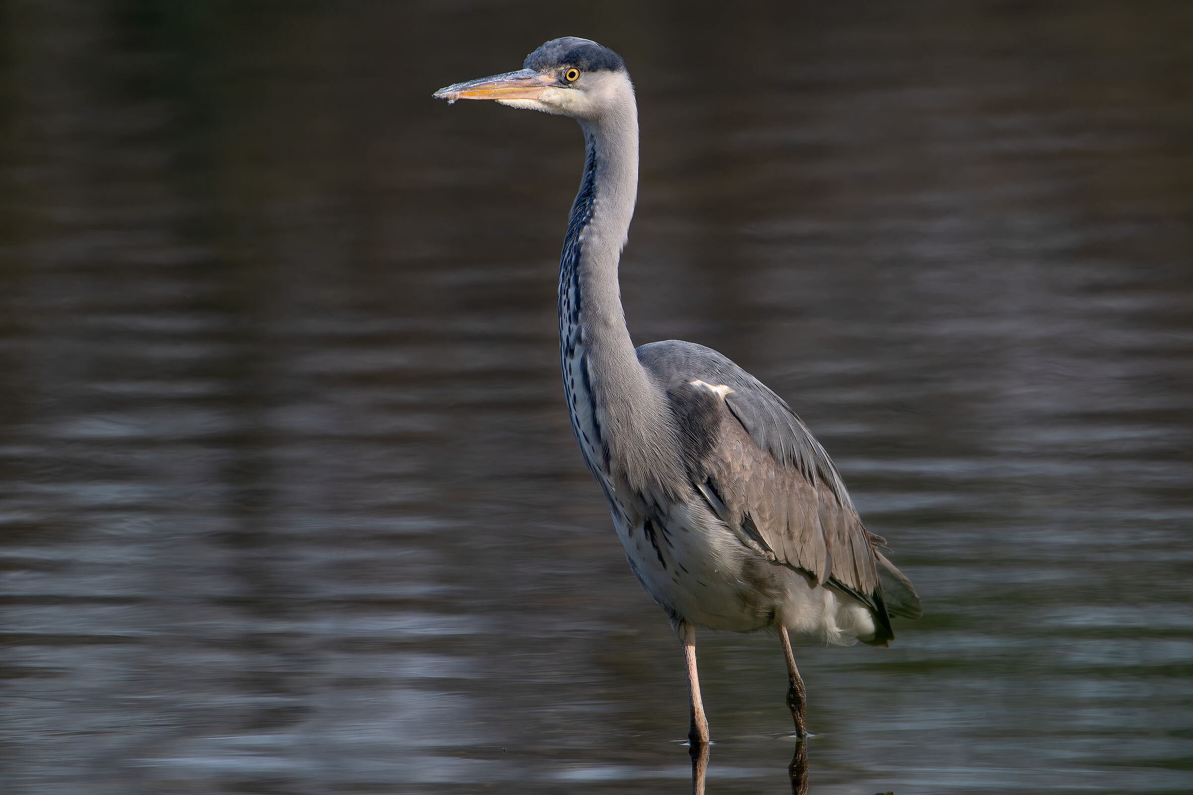 Grey heron