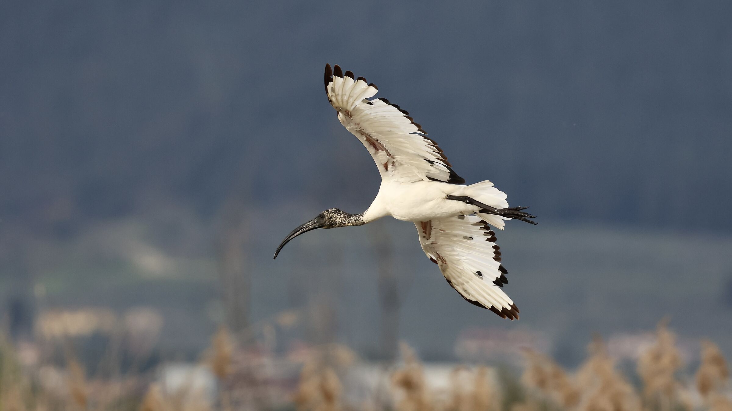 Sacred Ibis