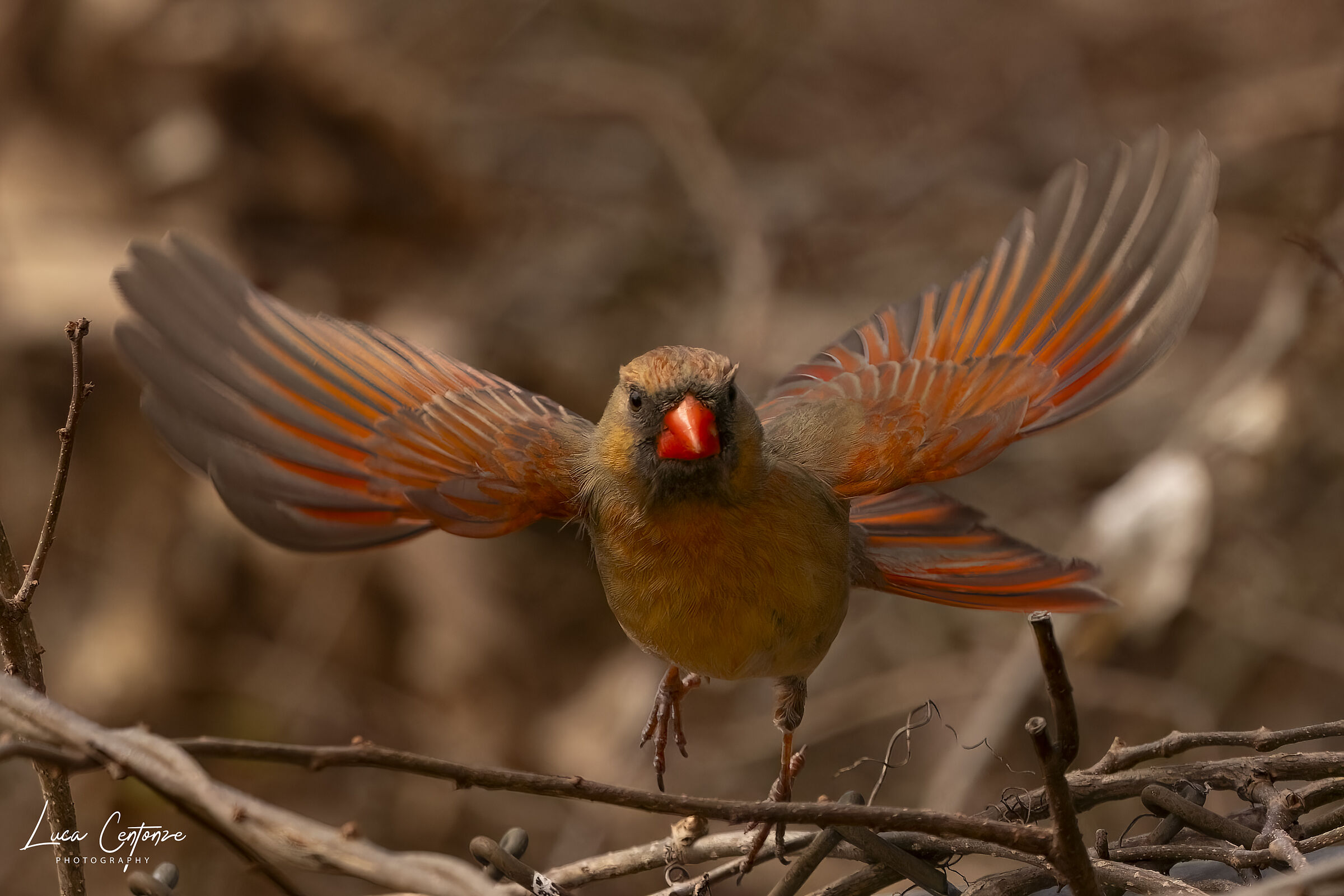 Female Northern Cardinal (Cardinalis cardinals)