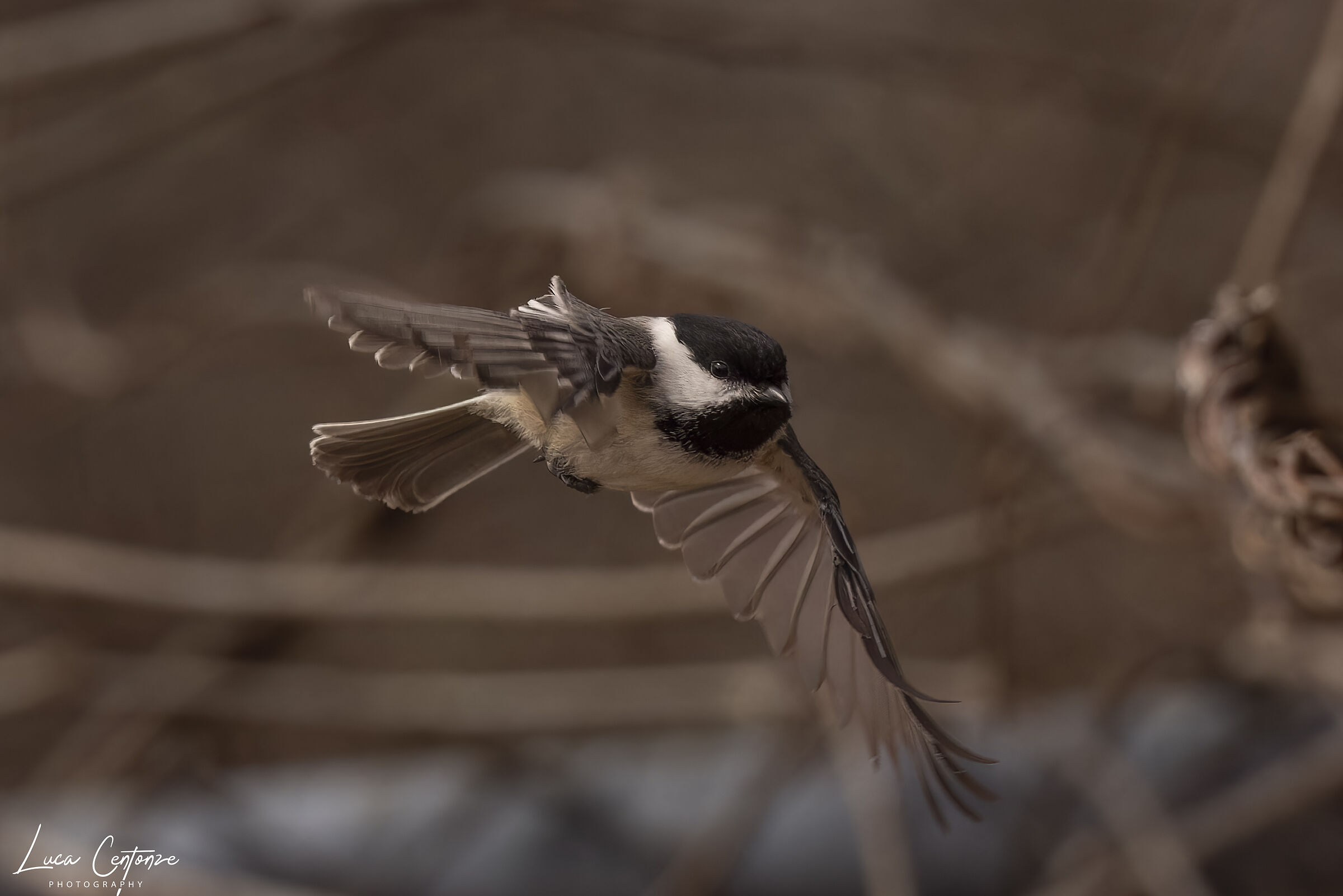 Black-capped Chickadee (Cincia Bigia)