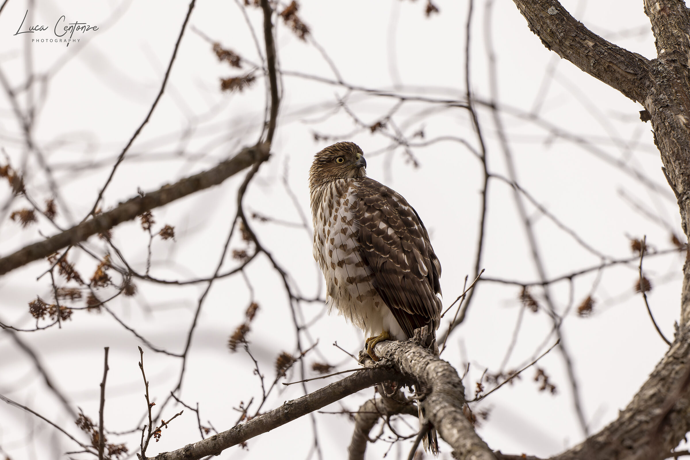 Red Tailed Hawk (Buteo jamaicensis) Poiana