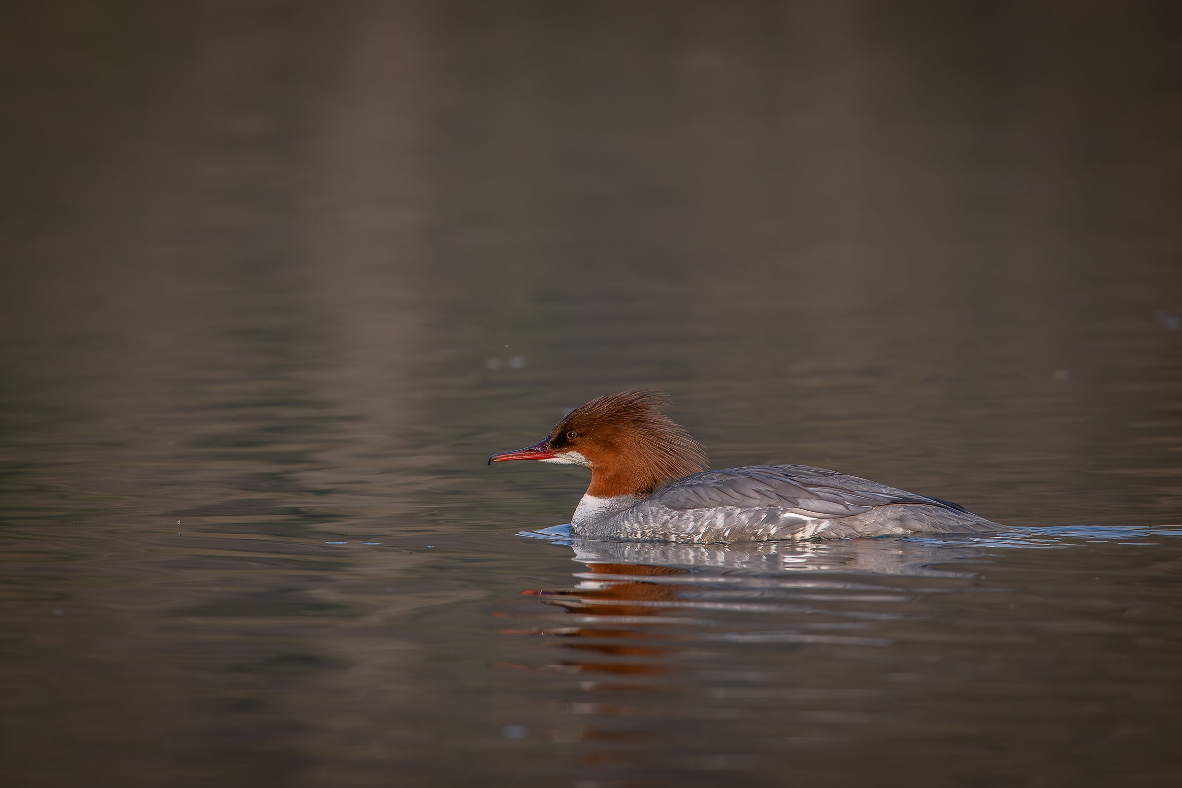 Merganser