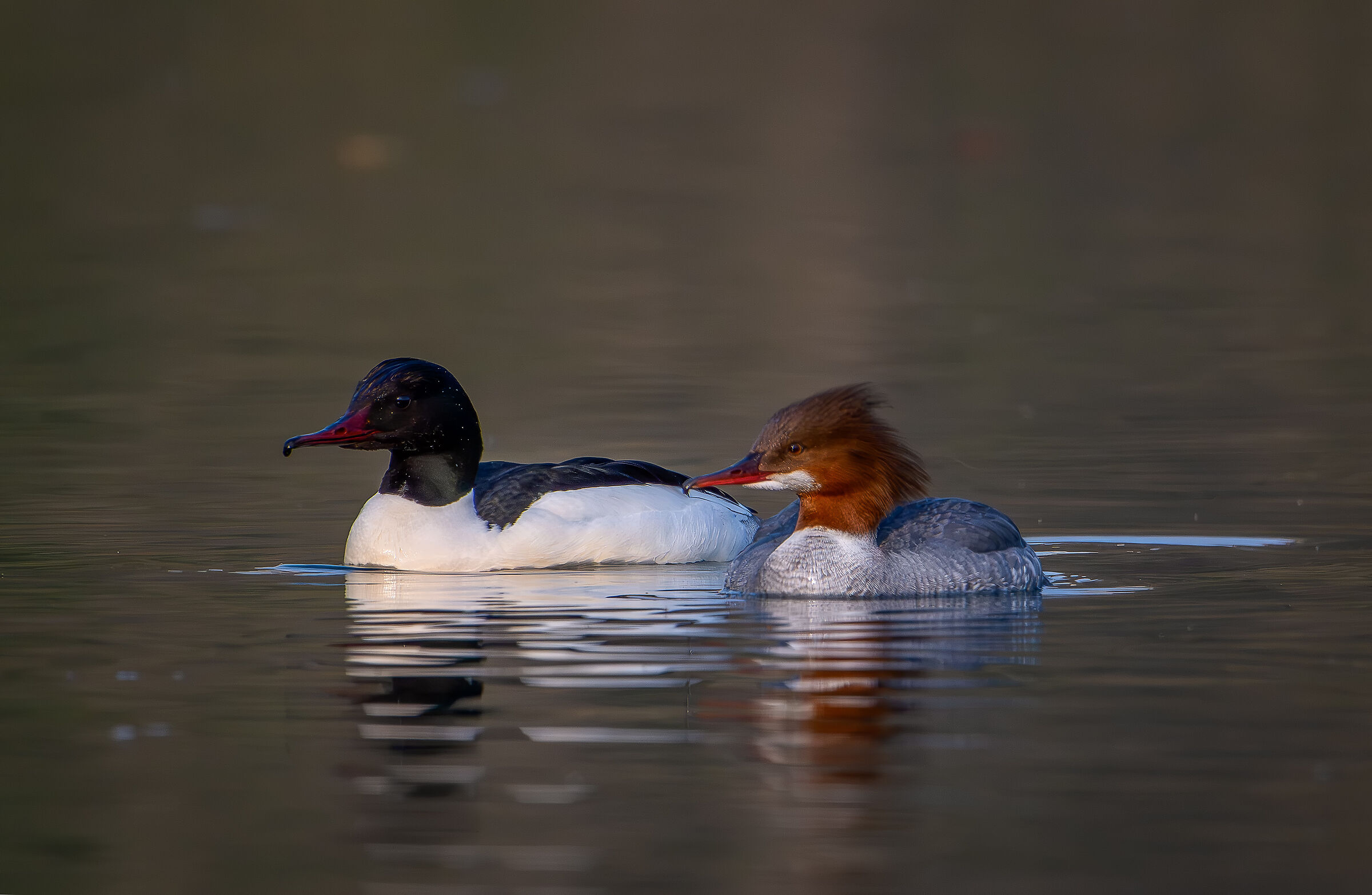 Pair of Mergansers March 2024 Lombardy