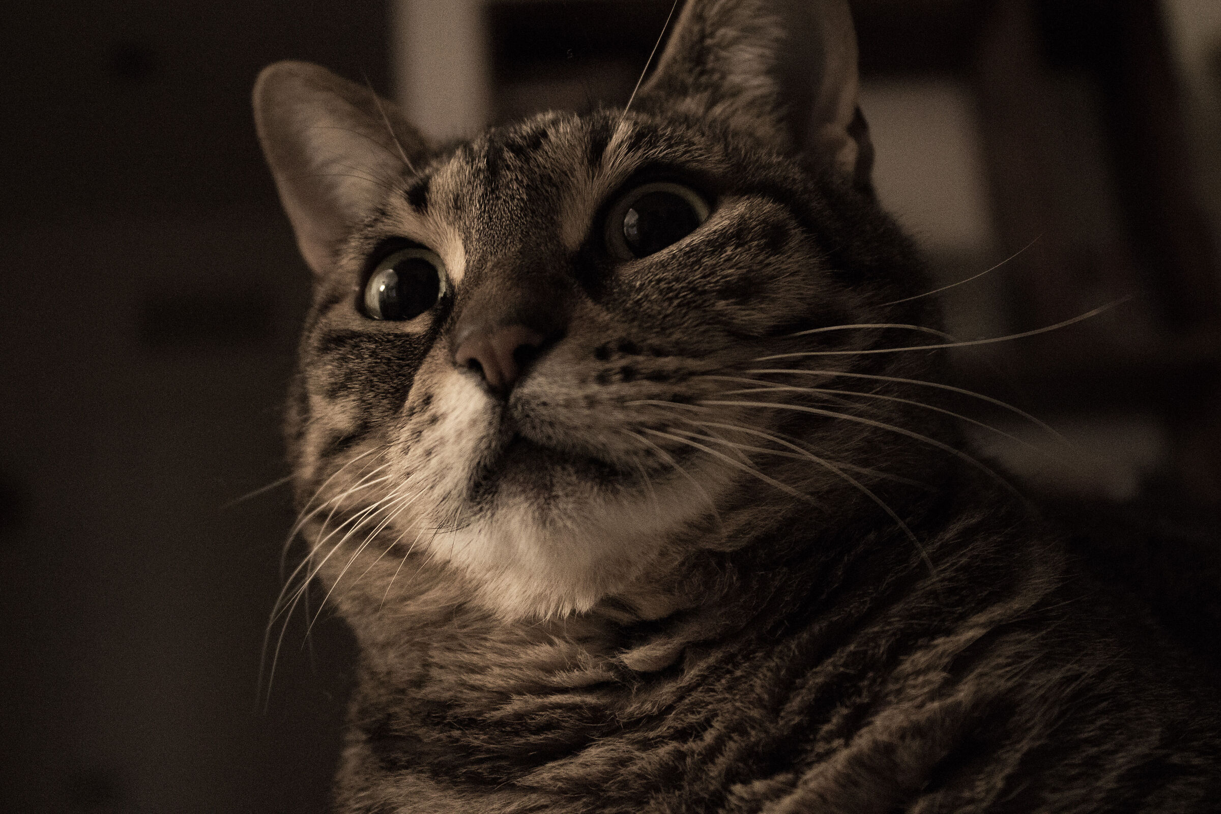 Zet makes funny faces