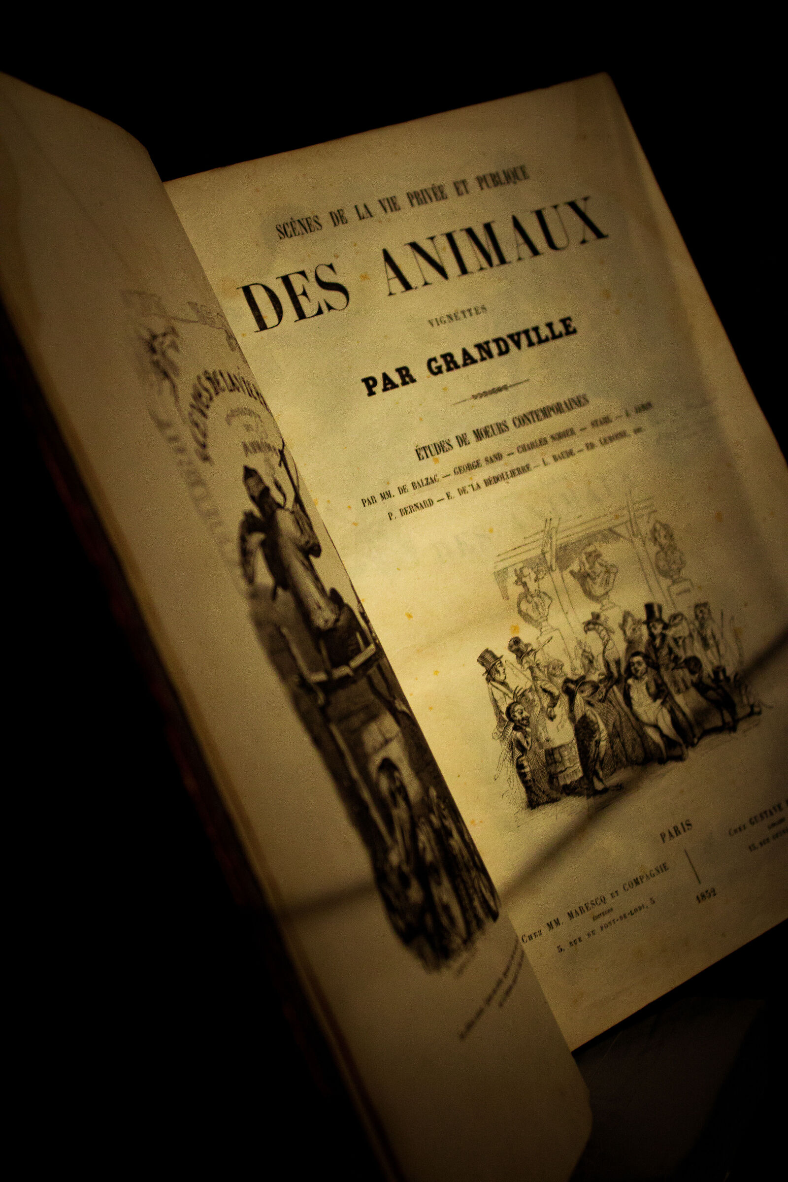Des Animaux