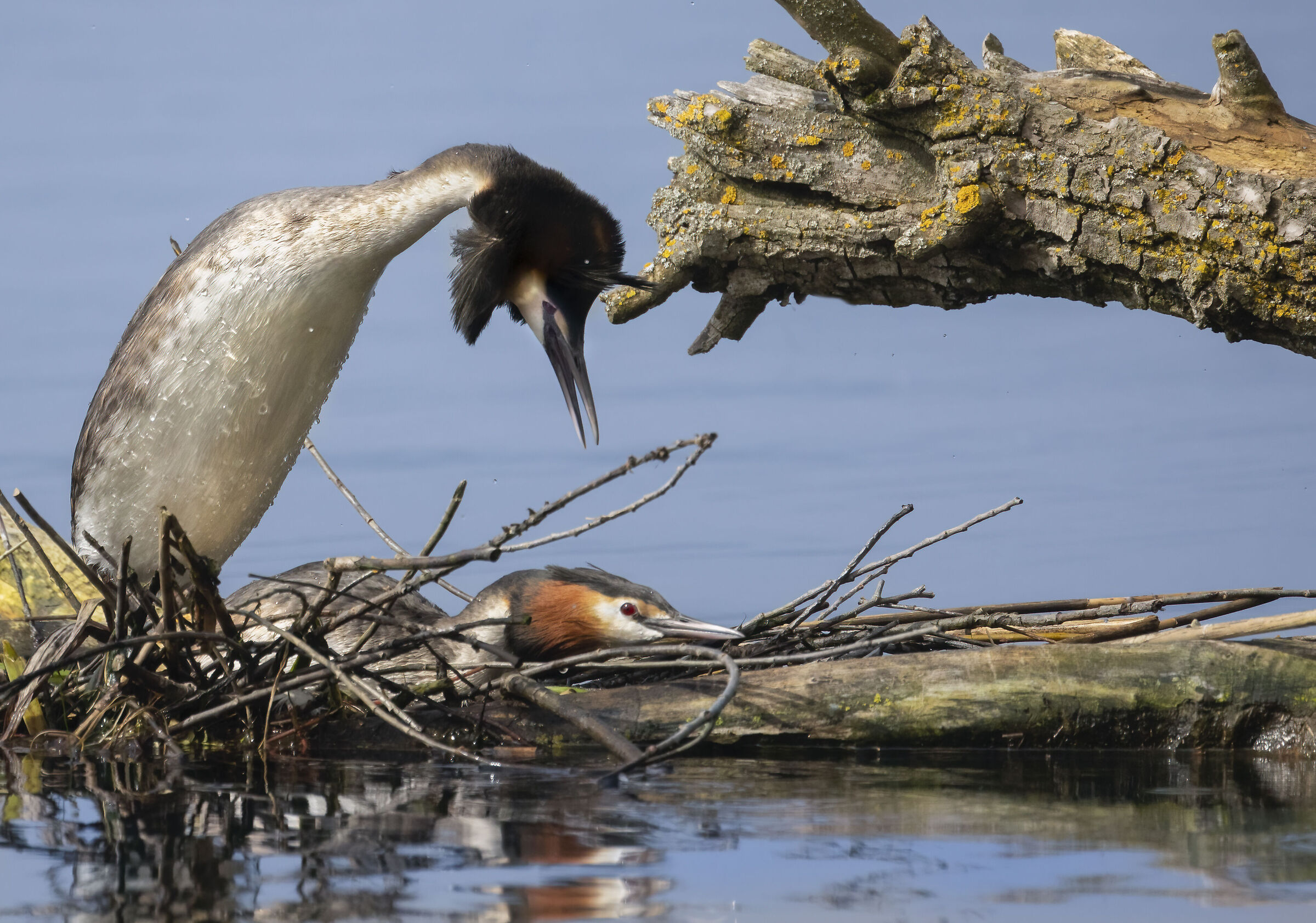 svassi maggiori, accoppiamento marzo 2024