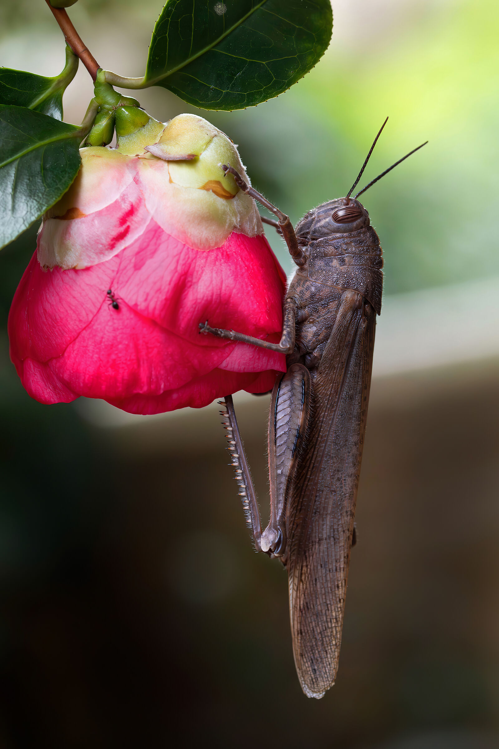 Anacridium aegyptium (Egyptian locust)
