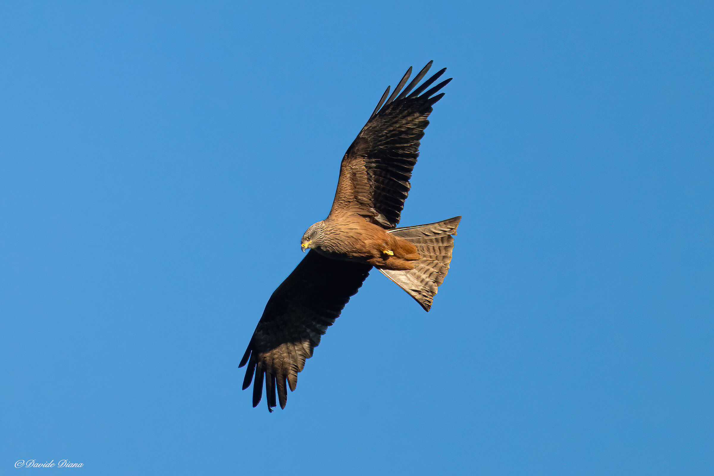 Black Kite - La Mandria Regional Park - Piedmont