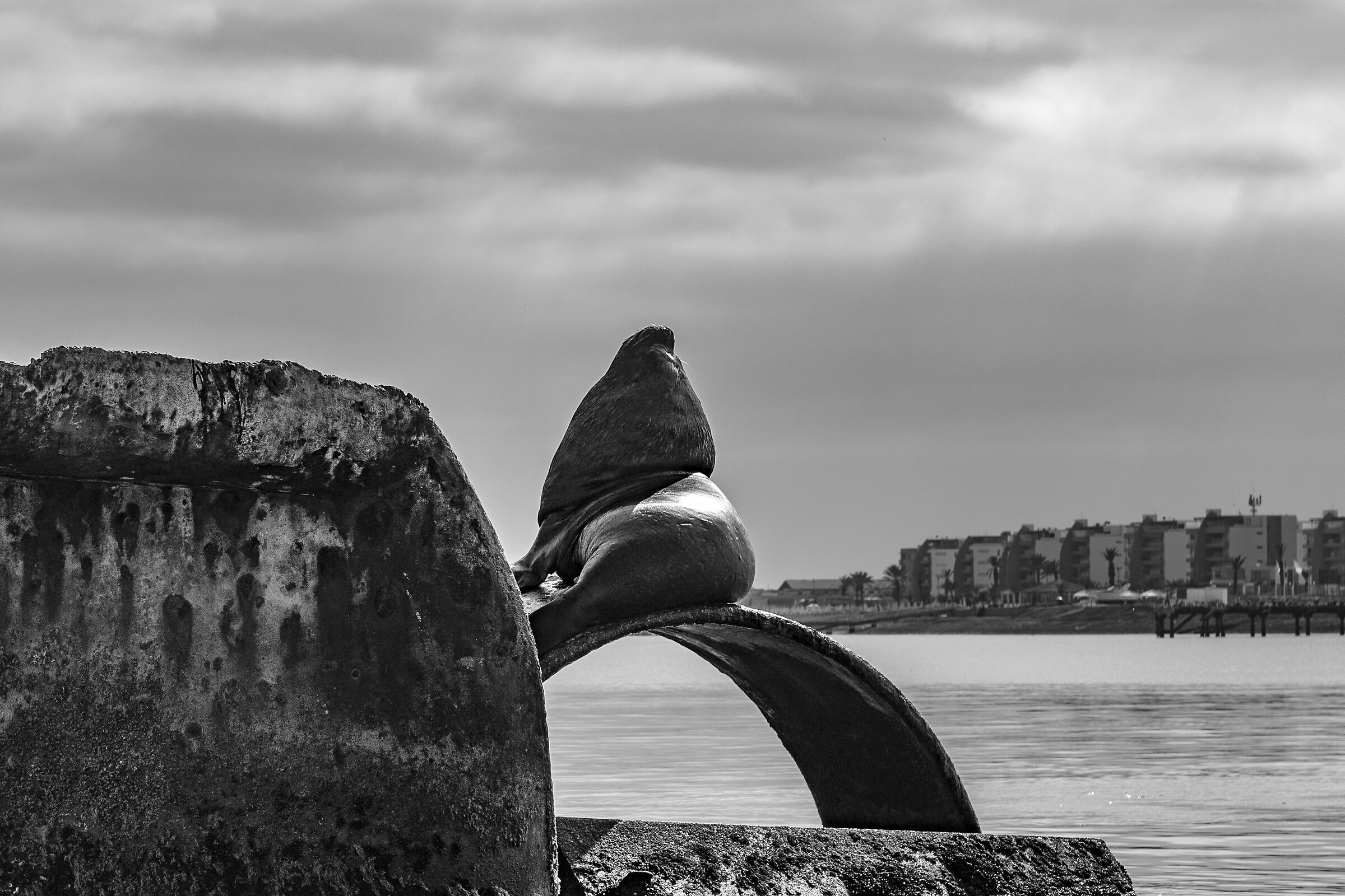 Sea Lion around Paracas