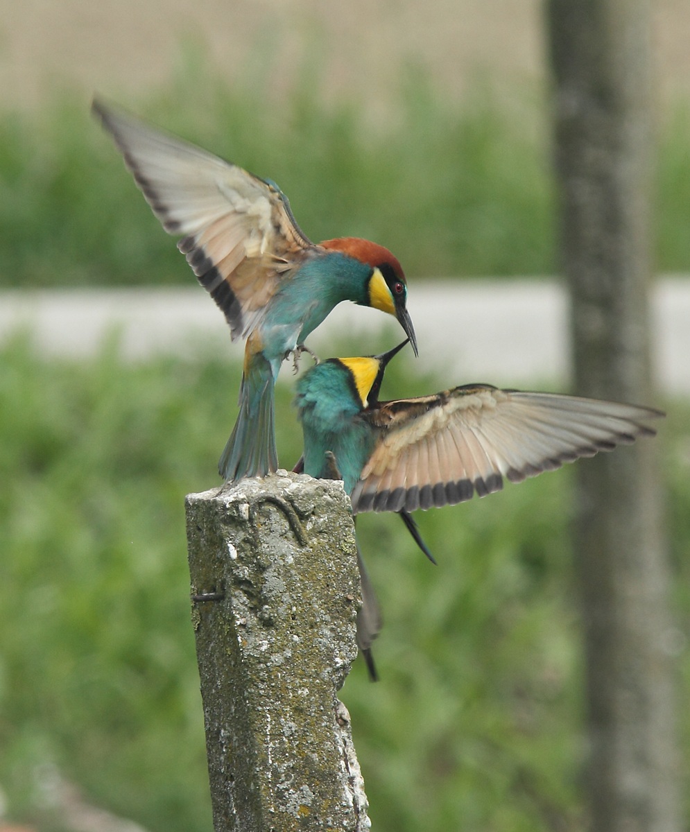 bee-eaters