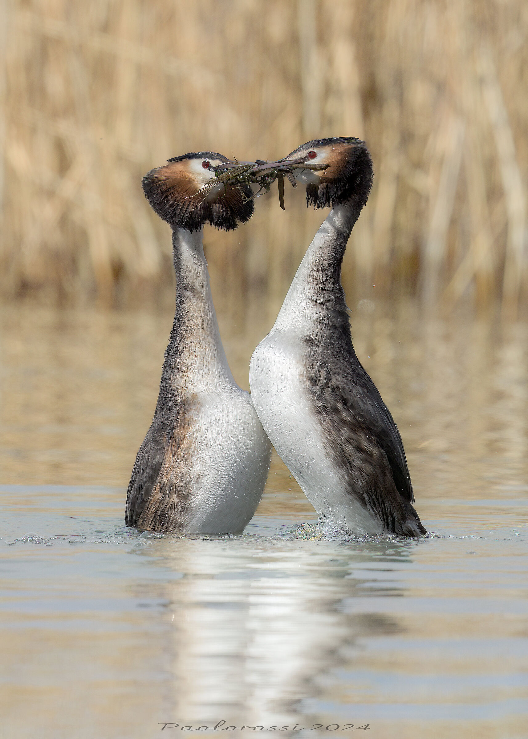 The Penguin Dance...