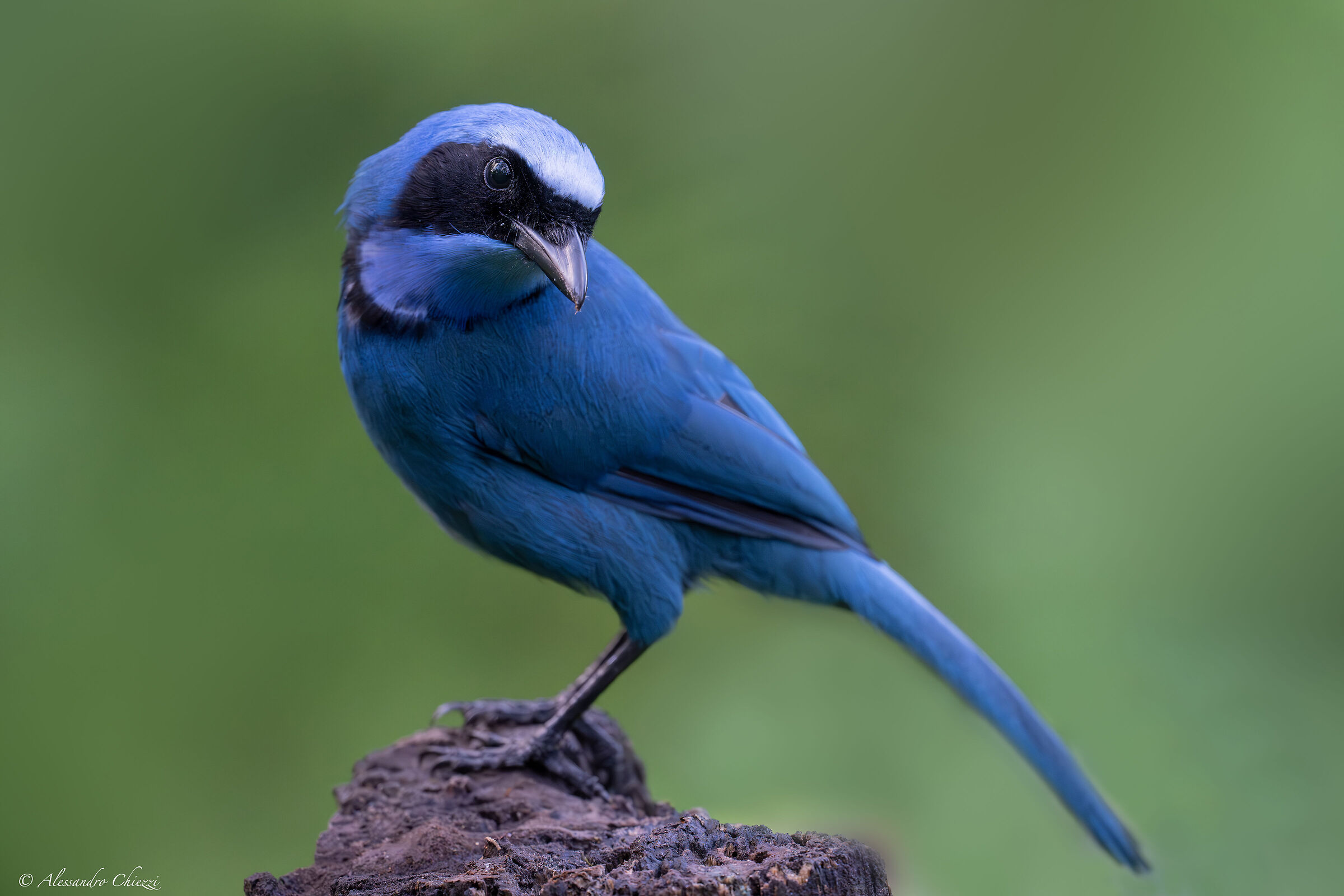 Turquoise jay