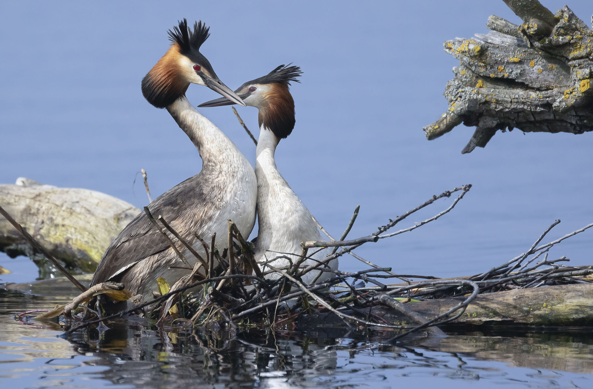 coccole sul nido, svassi maggiori