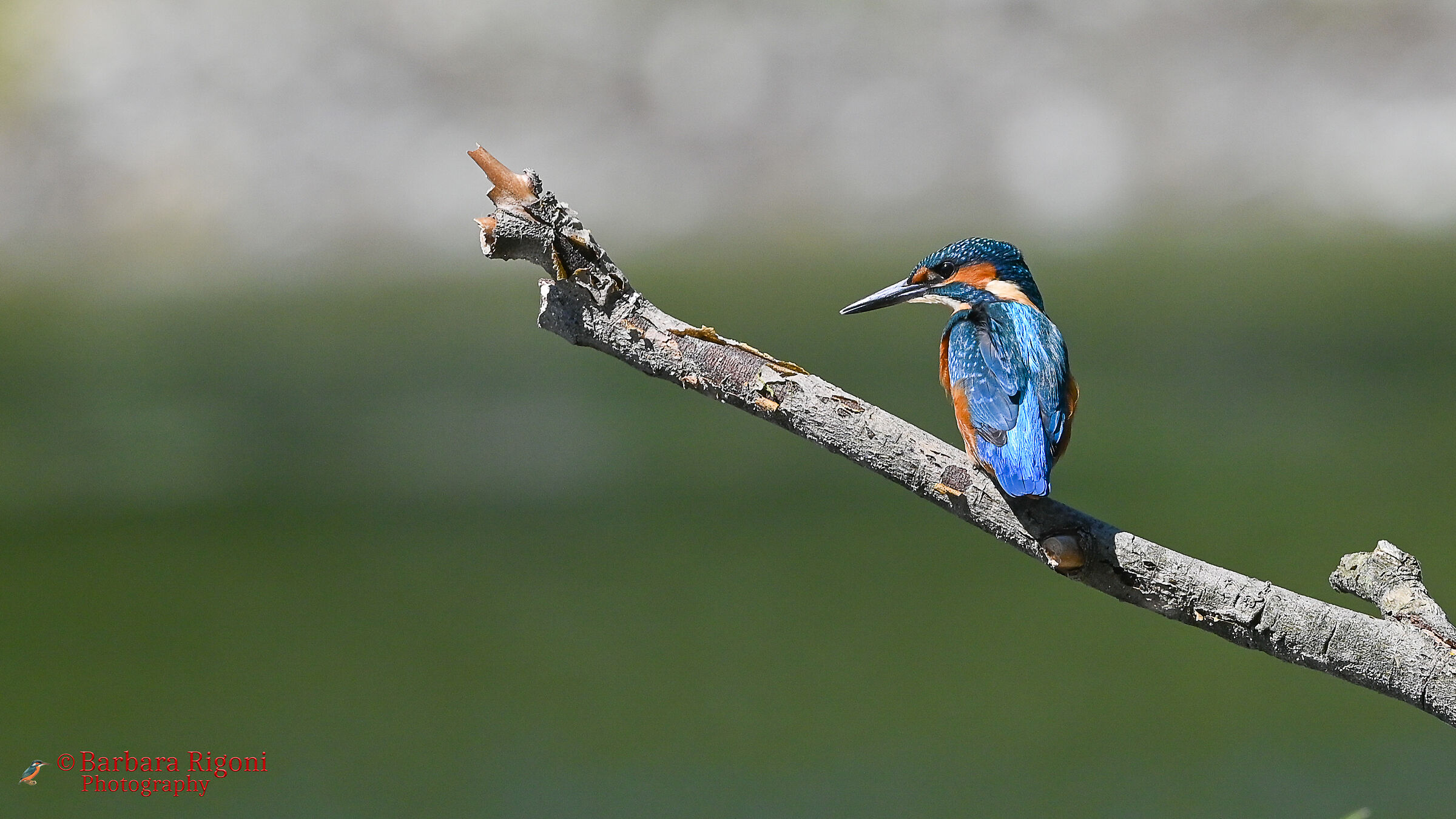 Kingfisher on the branch