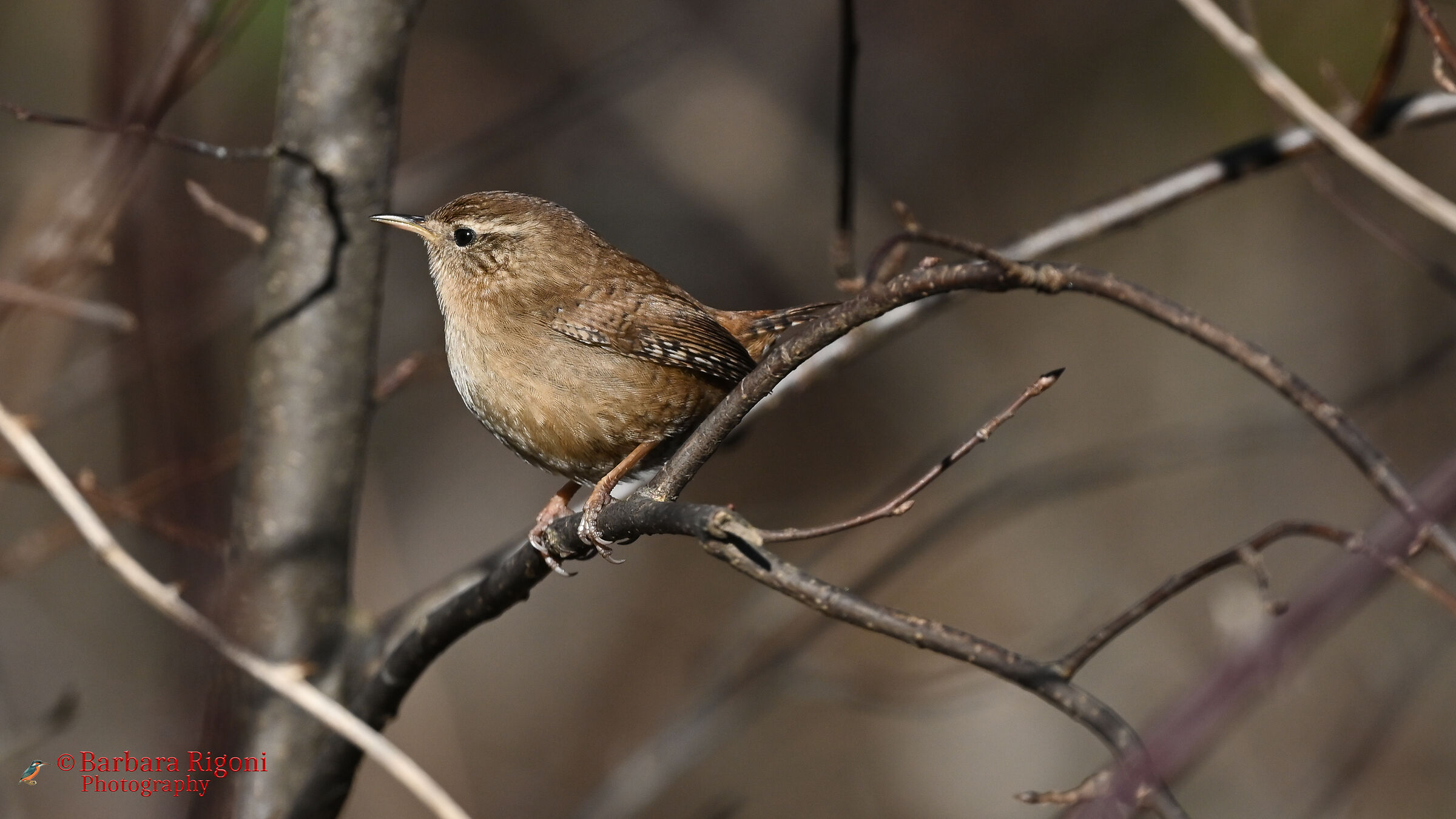 Wren on the branch