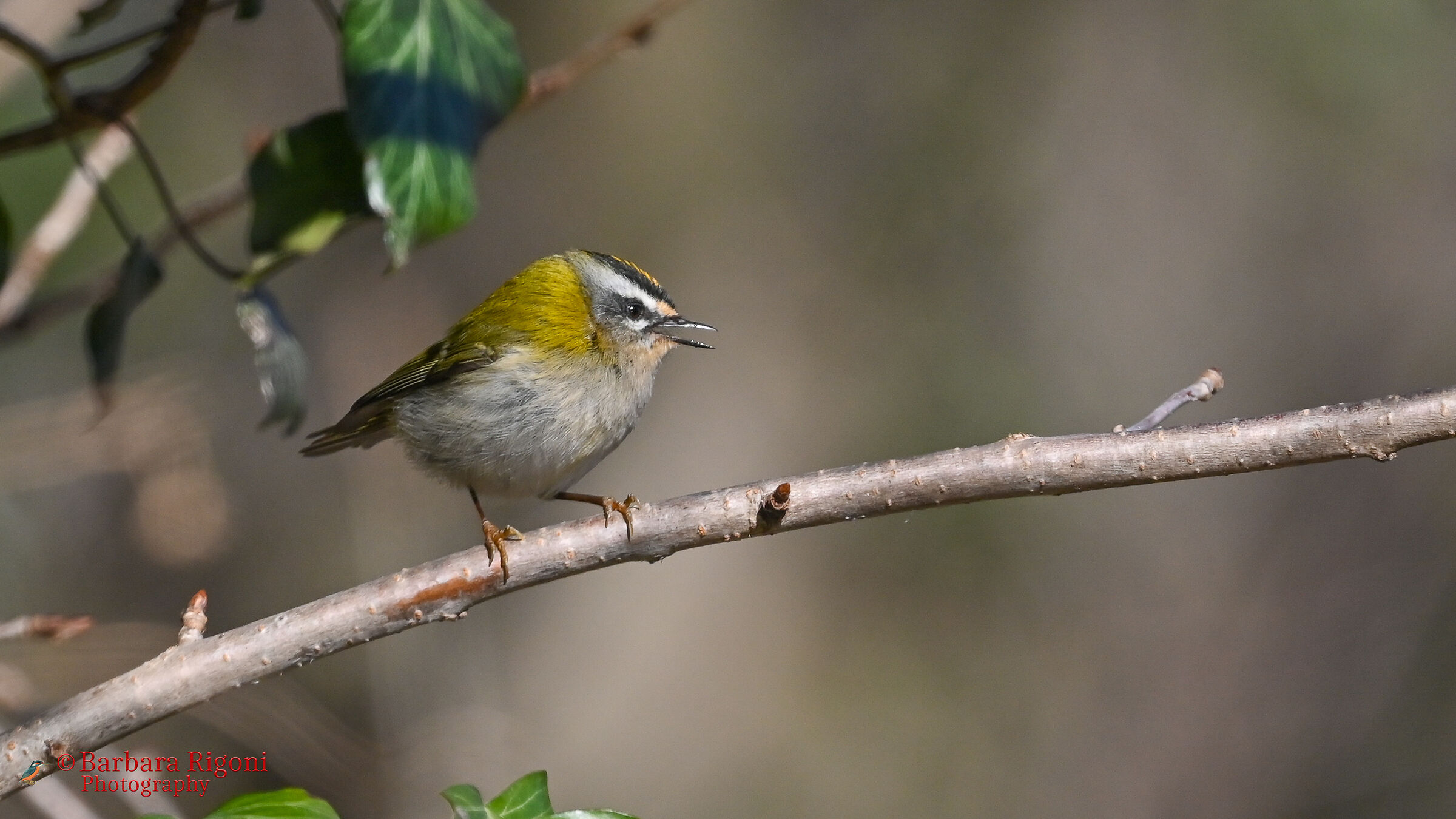 Fiorrancino on the branch