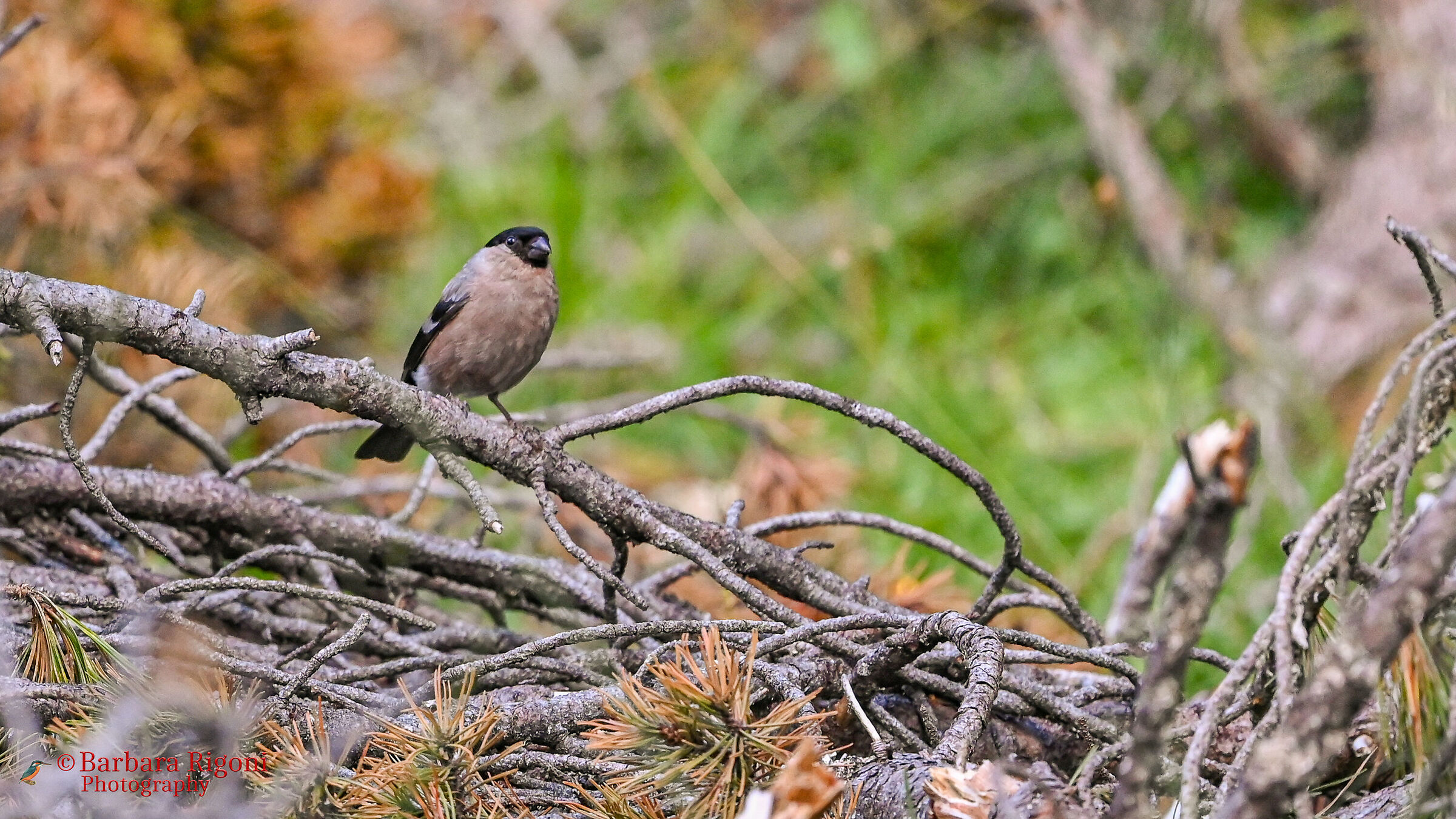 Female bullfinch in the mountains