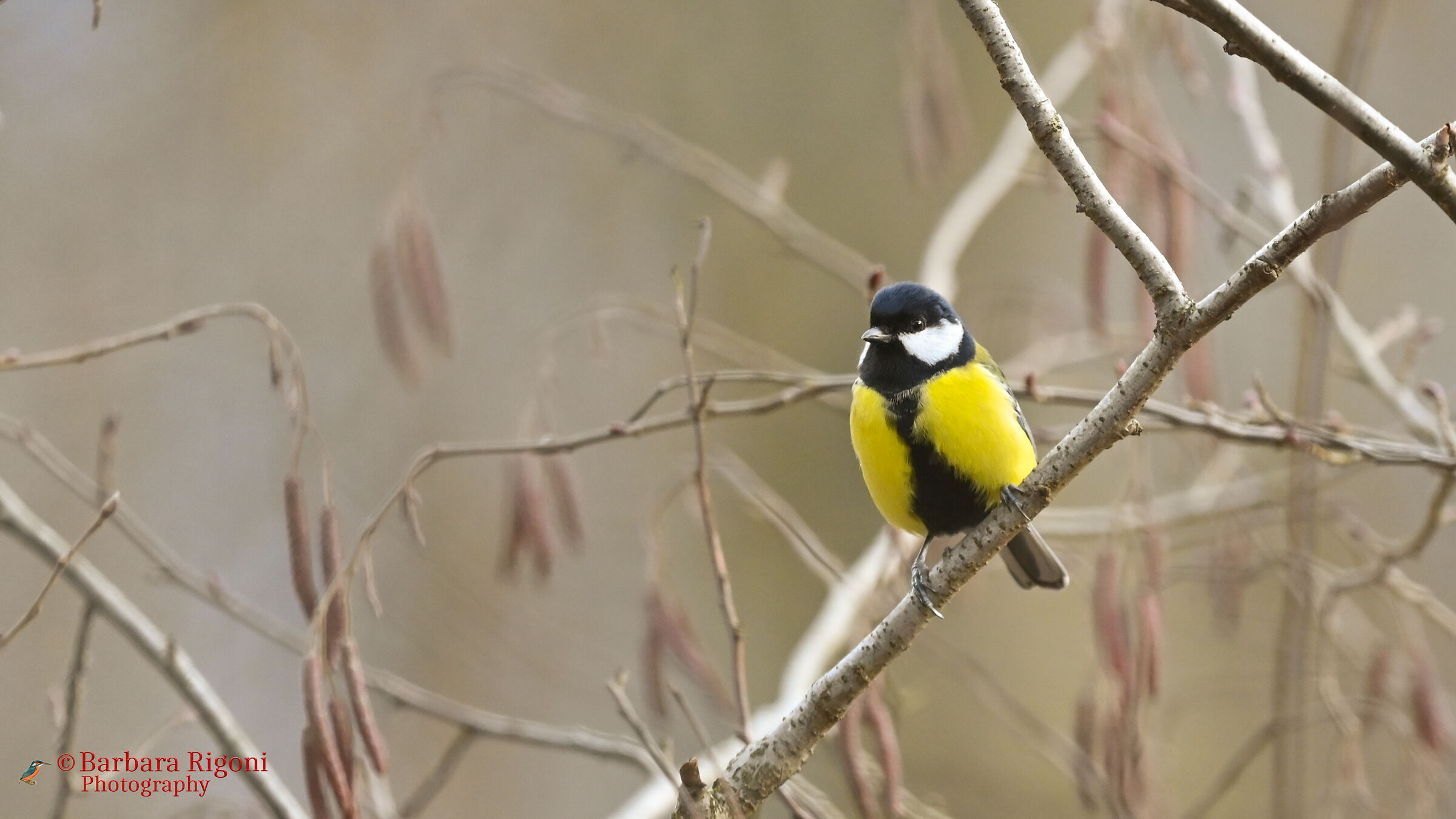 Cinciallegra sul ramo
