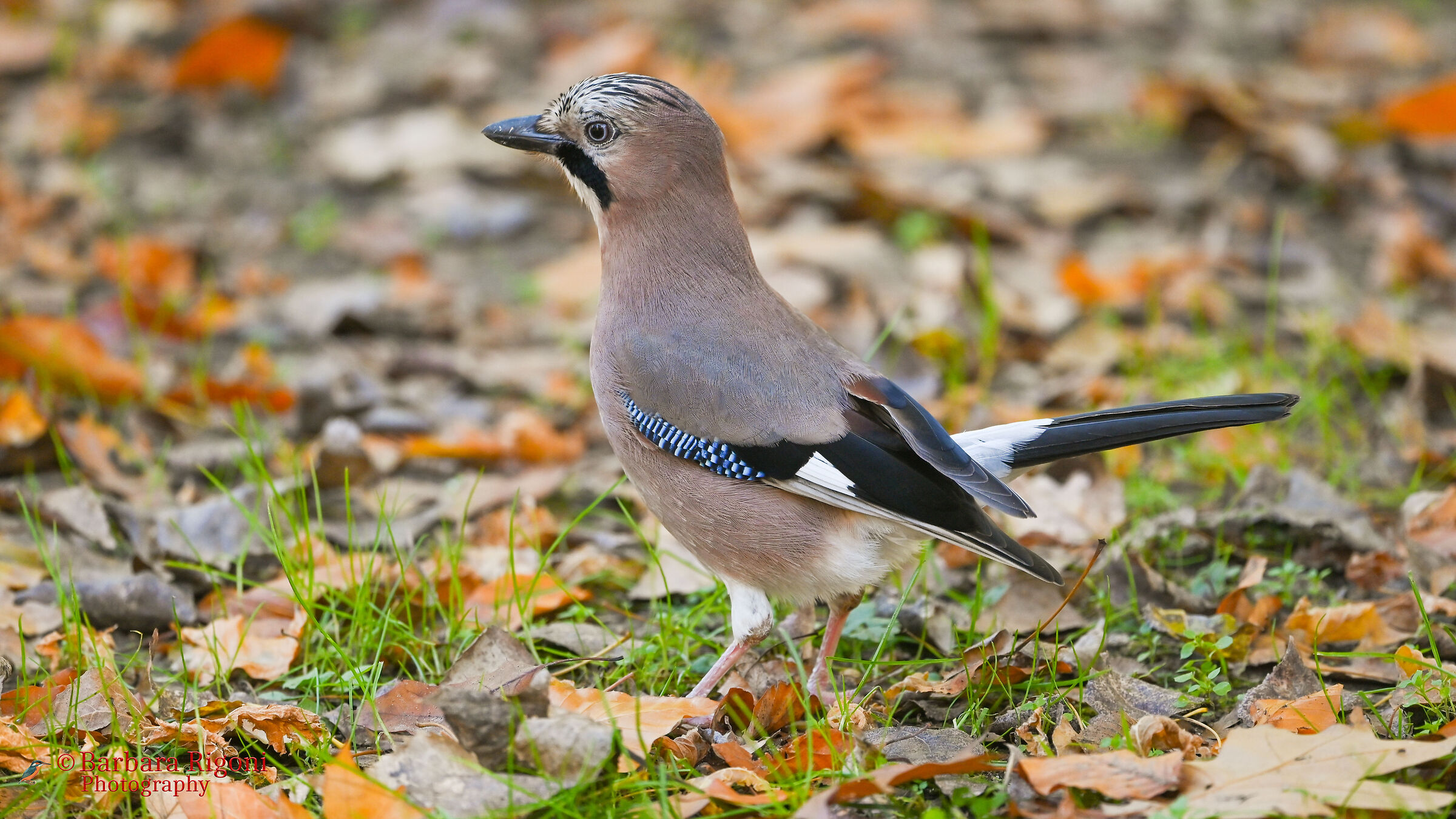 Jay on the lawn