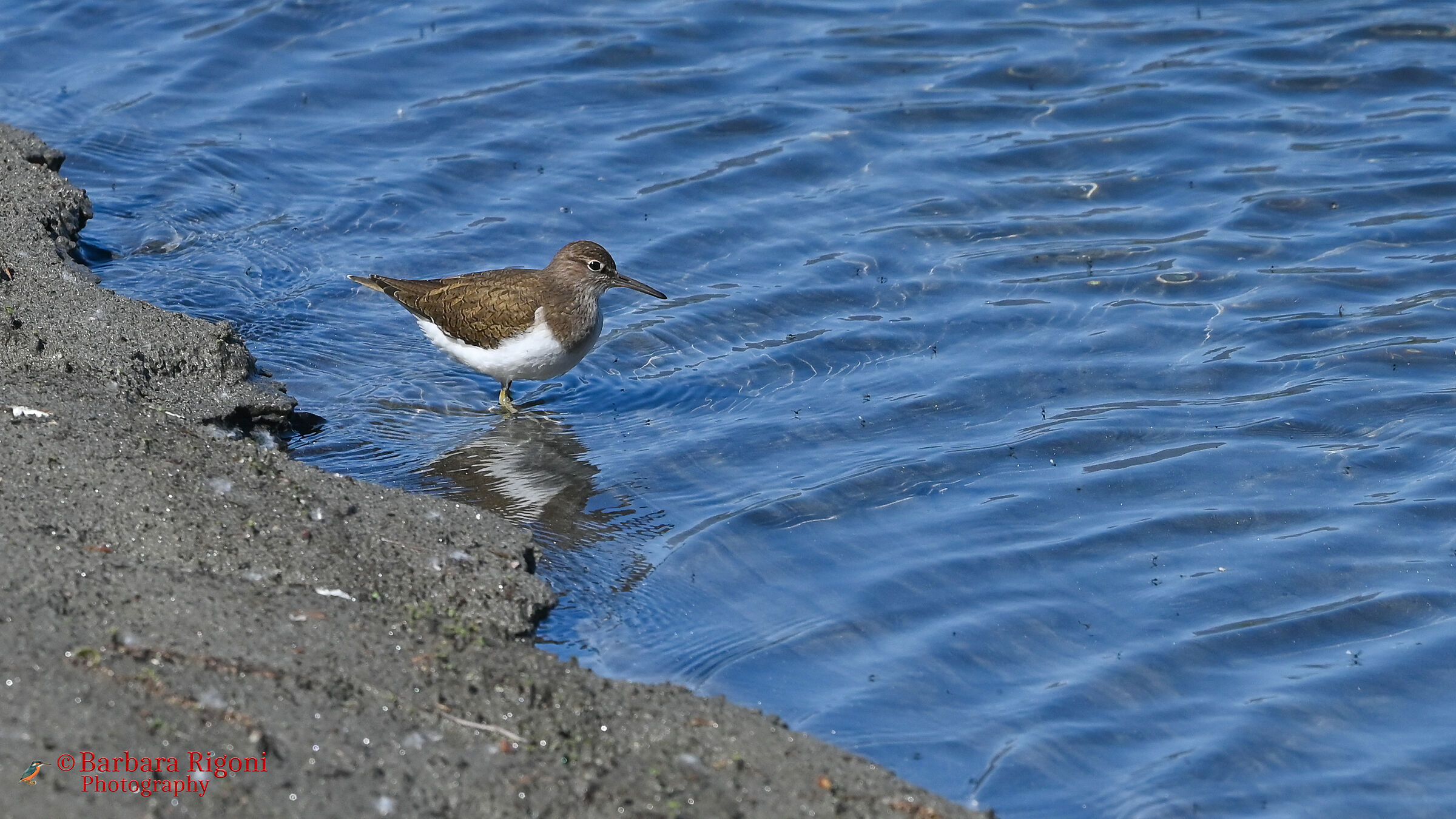 Common sandpiper on the river