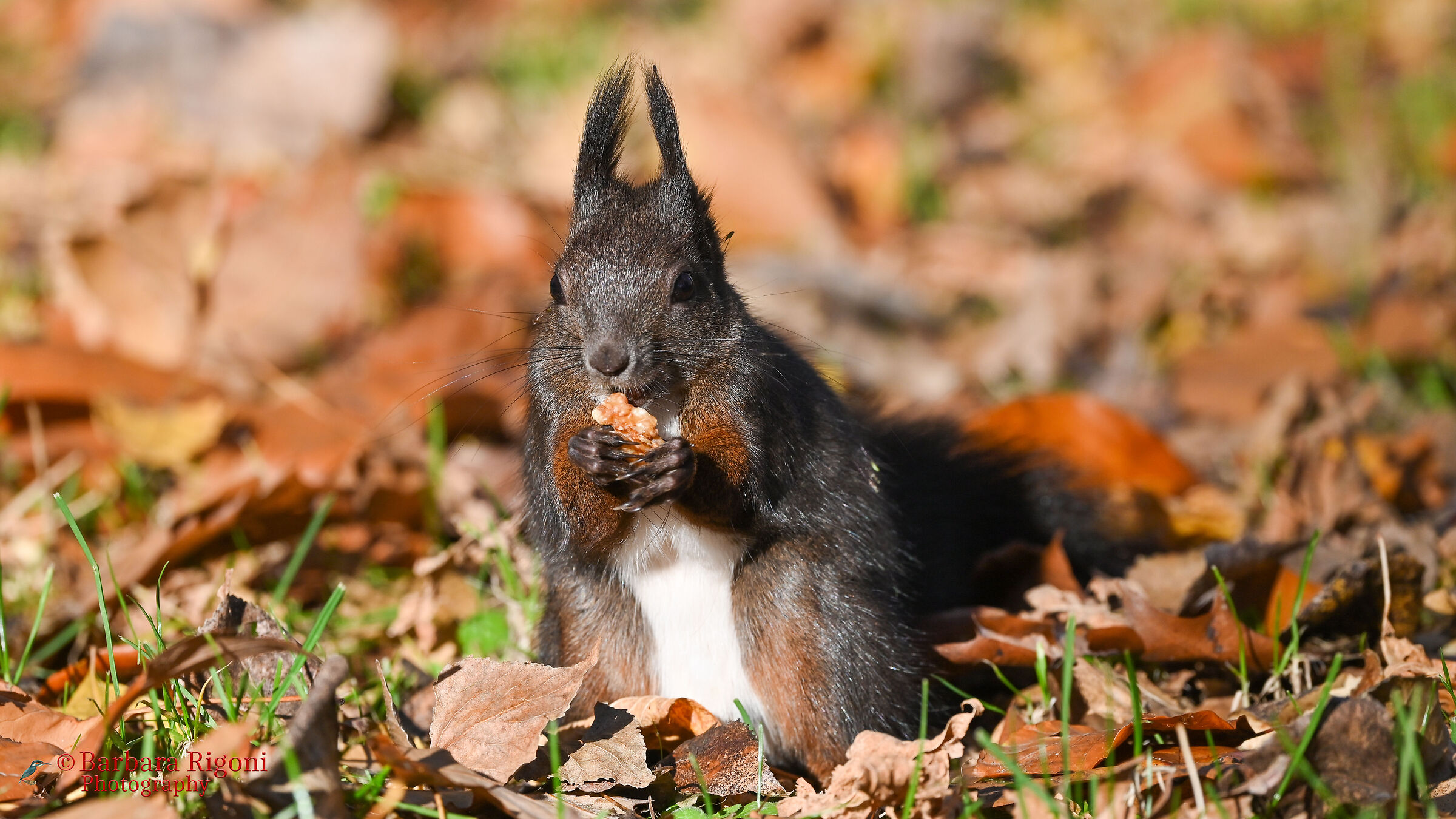 Squirrel eats on the meadow